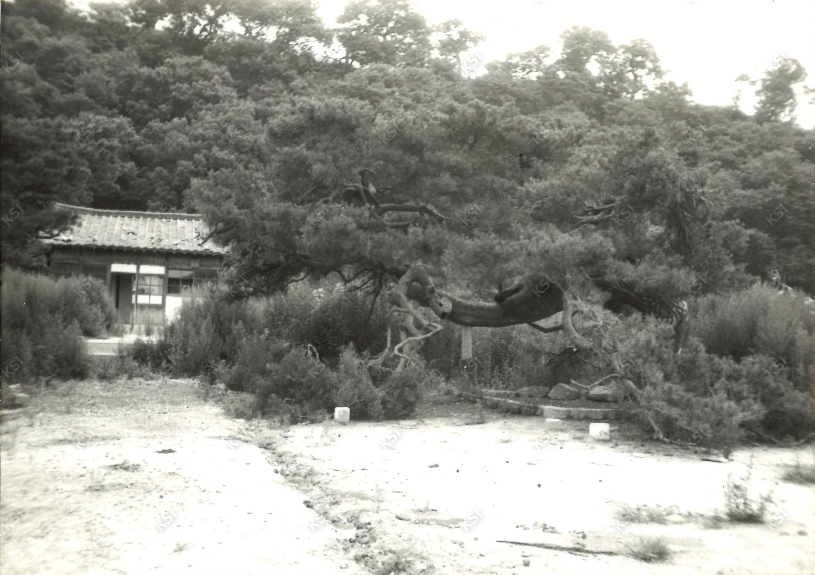1970년대 중반 구 예안면 사무소 내 노송