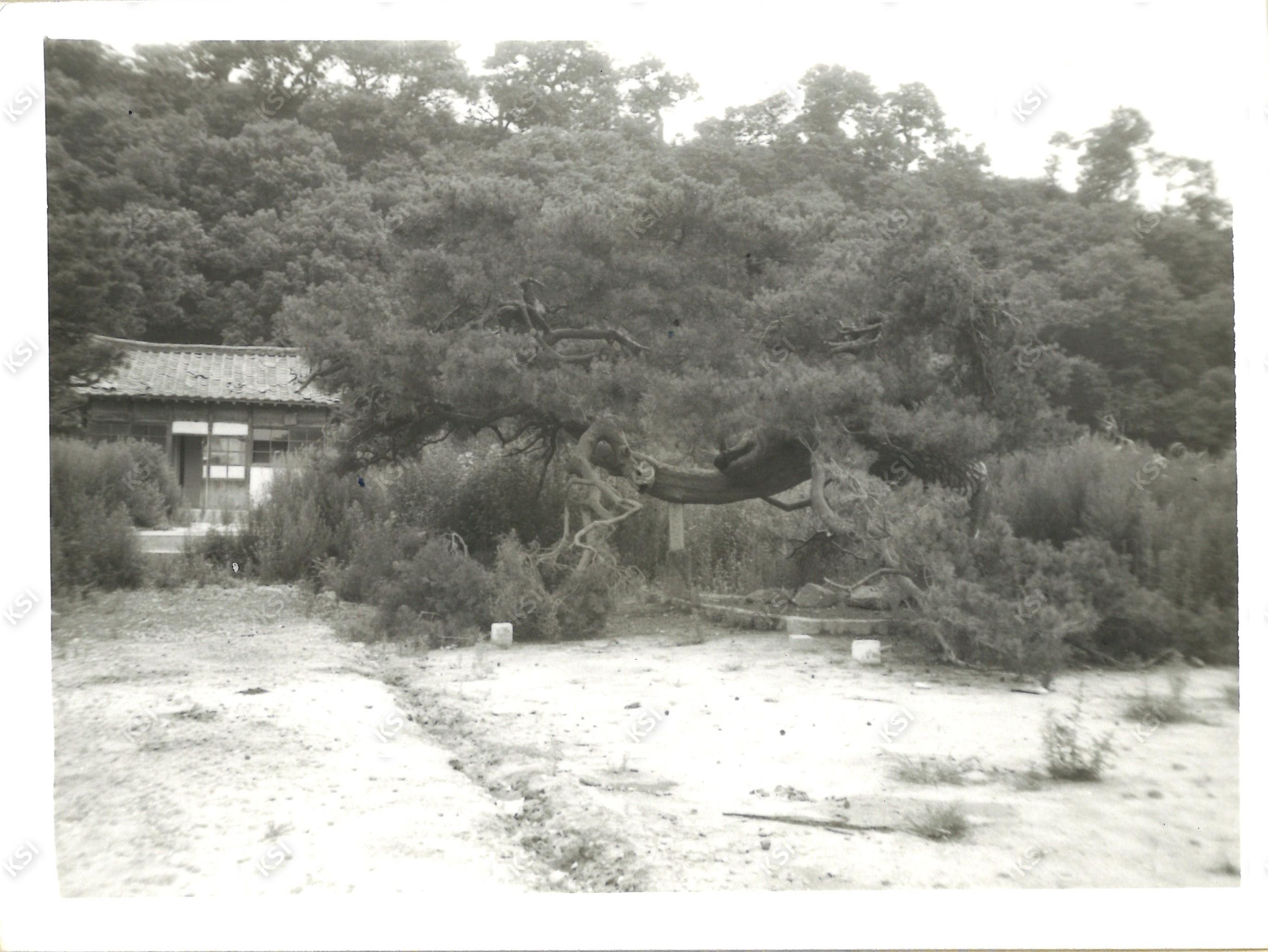 1970년대 중반 구 예안면 사무소 내 노송