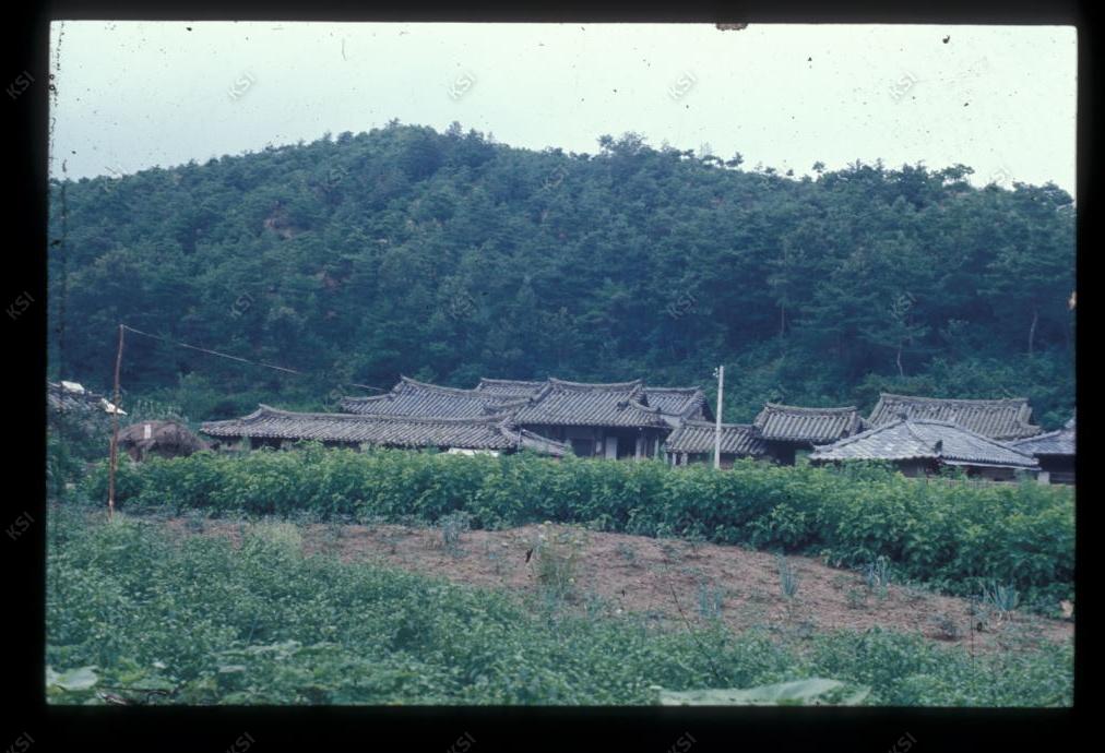 1975년 온혜 노송정