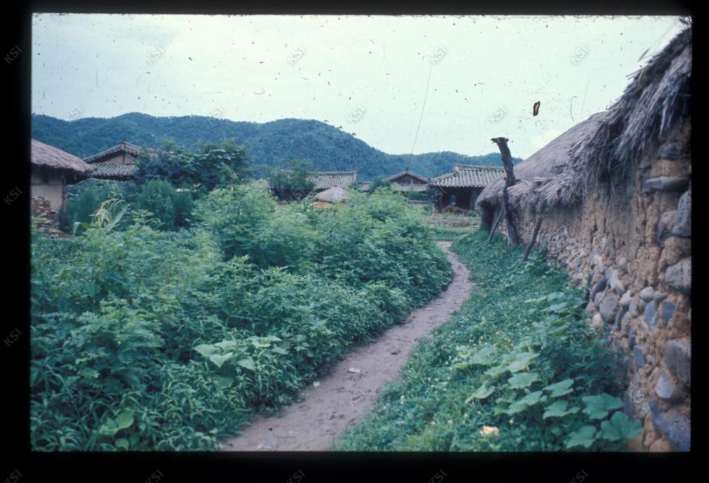1975년 농문댁 옆길