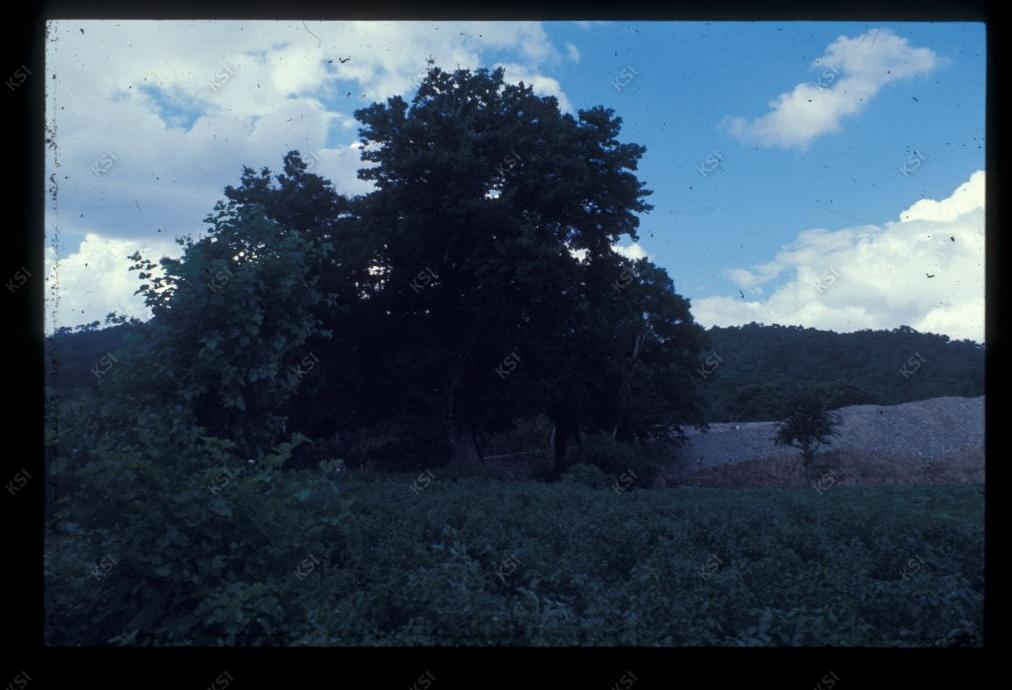1975년 의촌 두릉당
