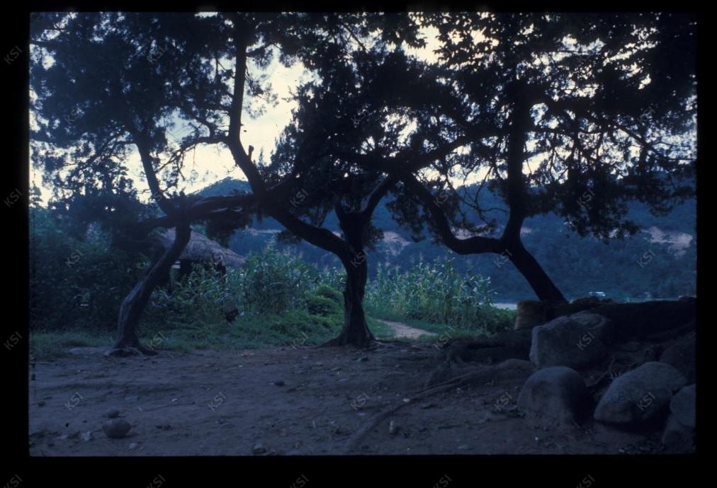 1975년 의촌 두릉당