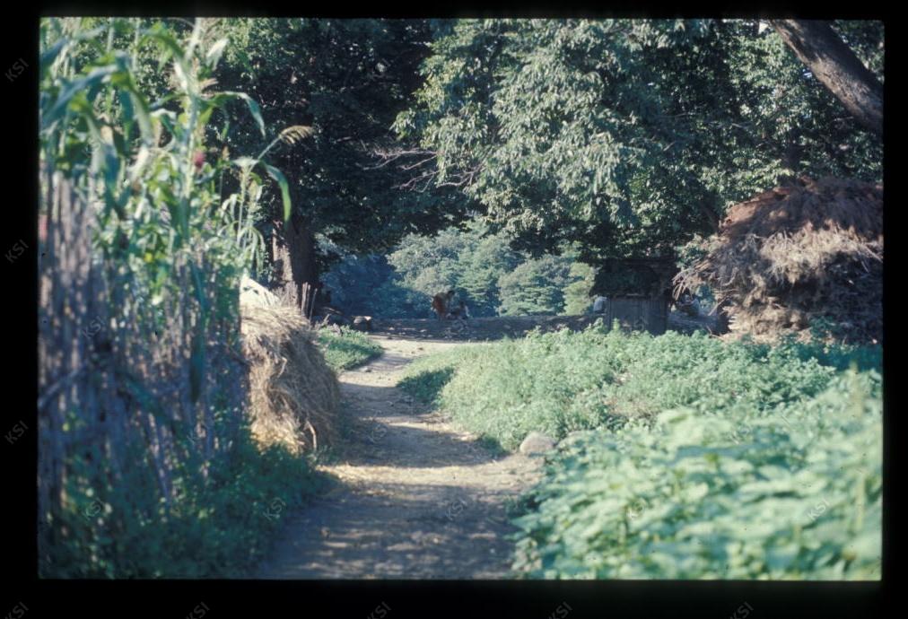 1975년 의촌 두릉당