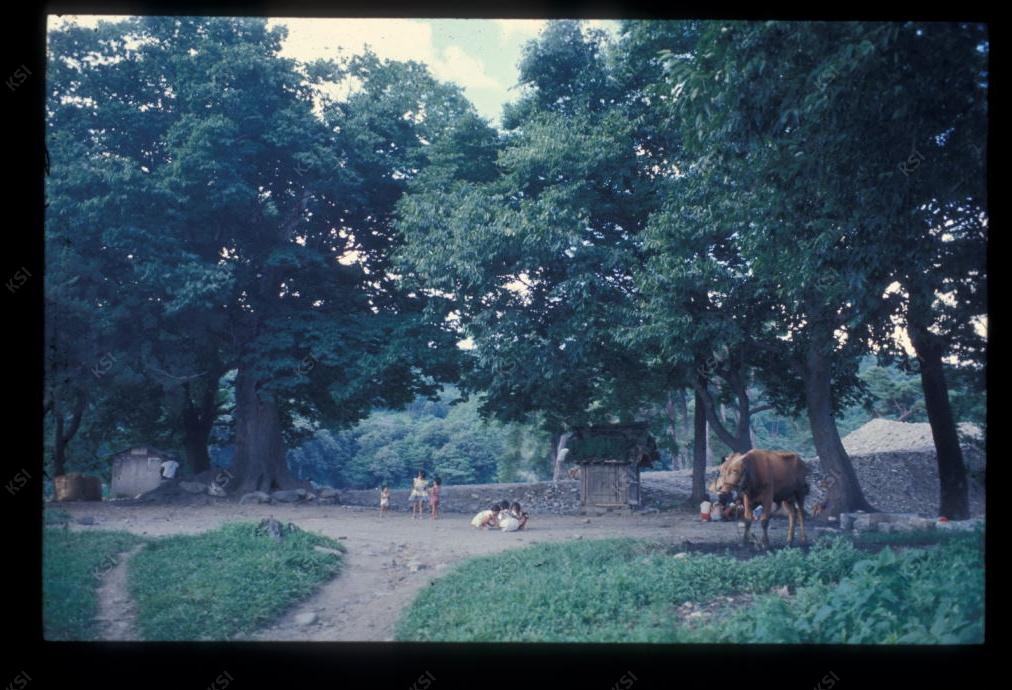 1975년 의촌 두릉당