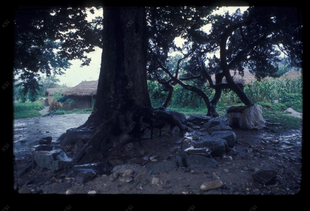 1975년 의촌 두릉당