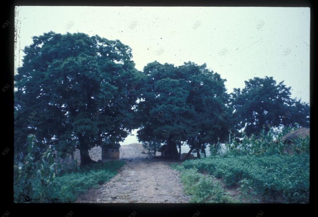 1975년 의촌 두릉당