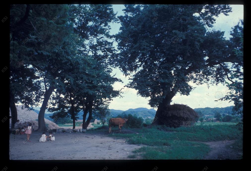 1975년 의촌 두릉당