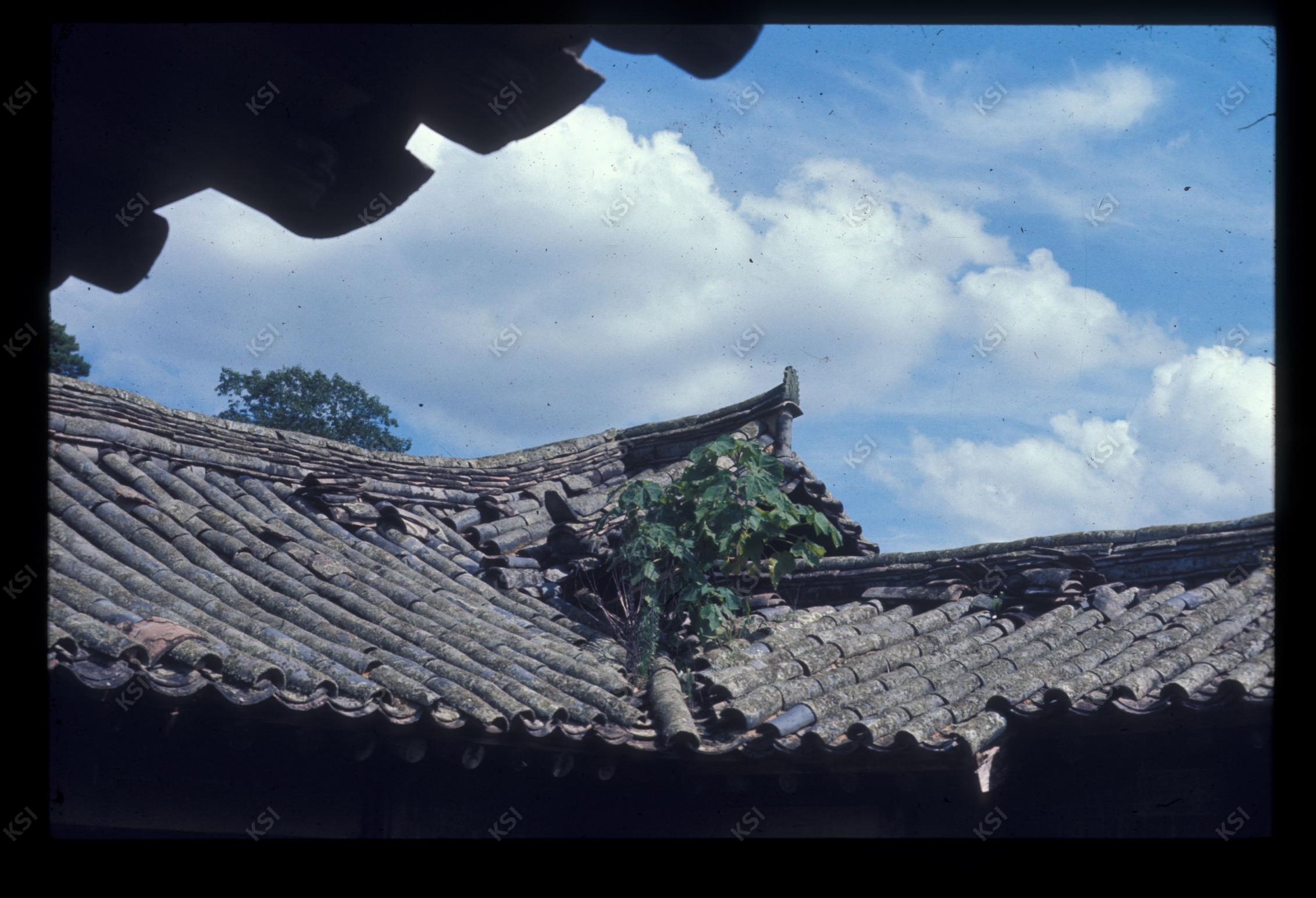 1975년 의촌 번남