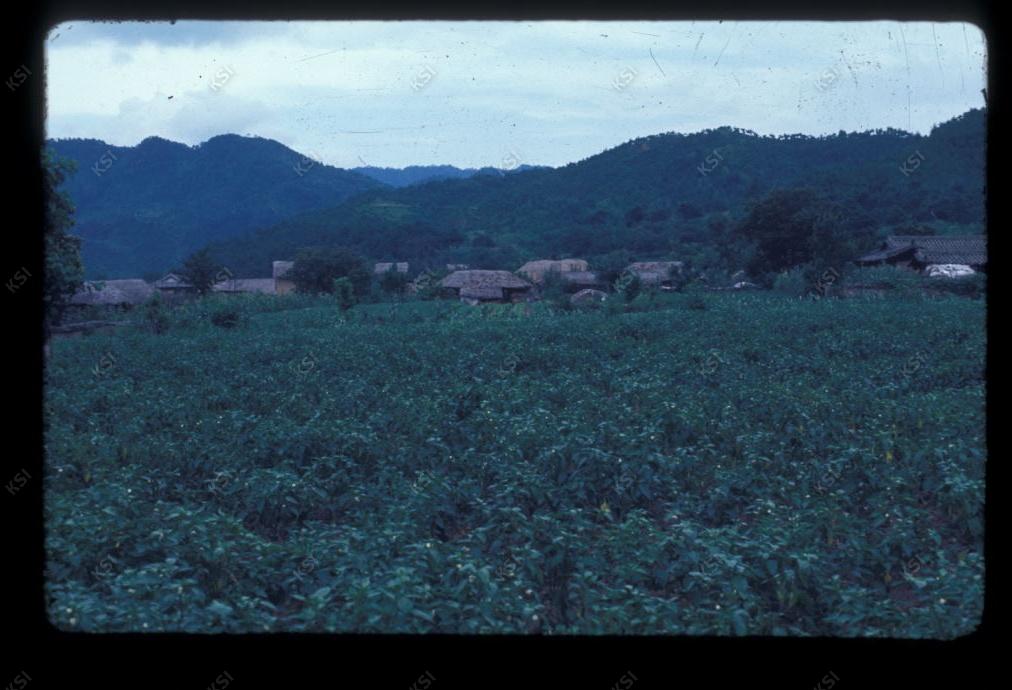 1975년 의인