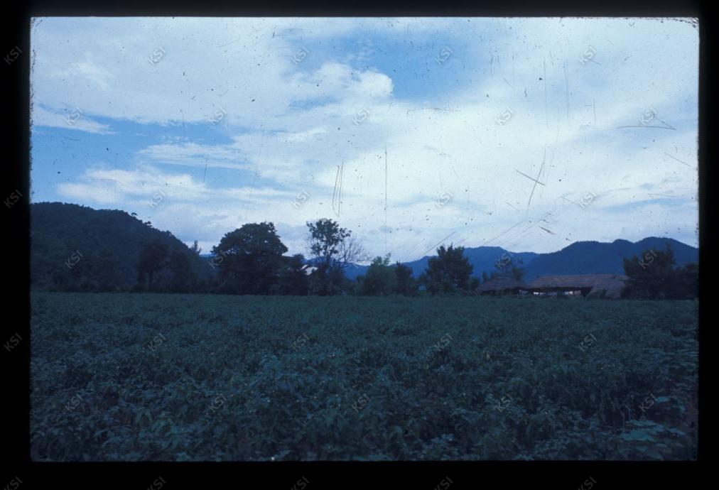 1975년 의인