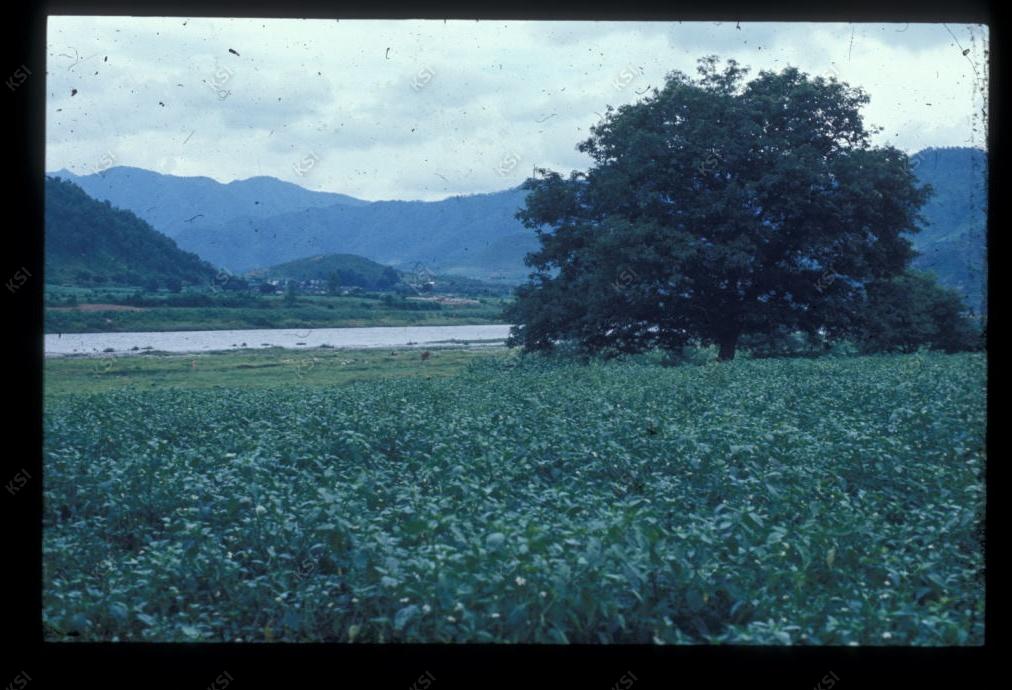 1975년 의인