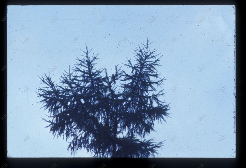 1975년 의인
