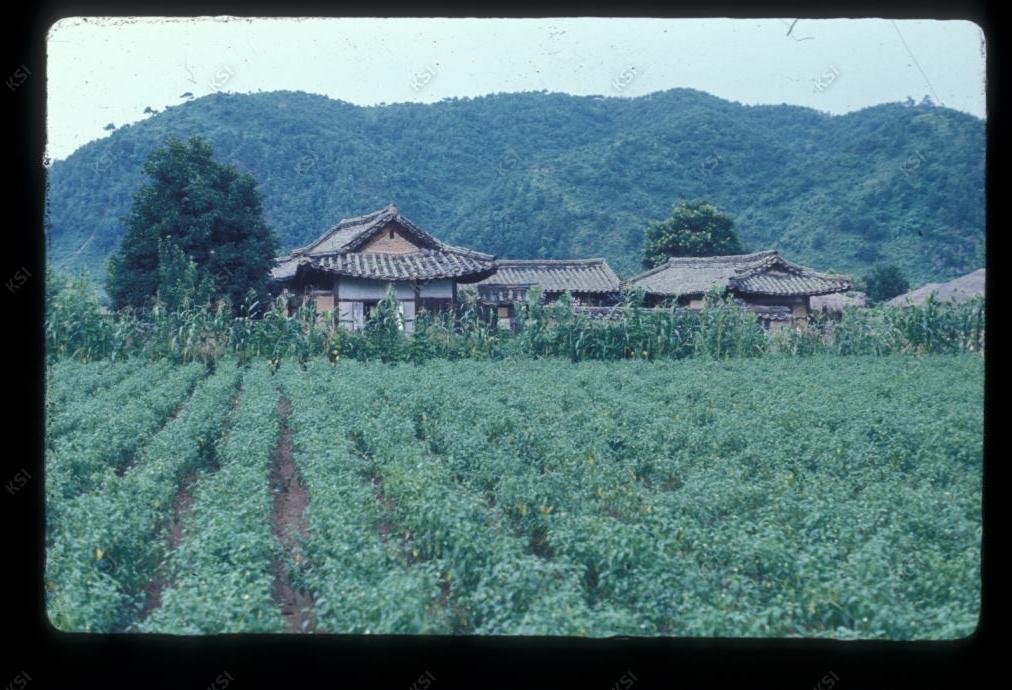1975년 의인