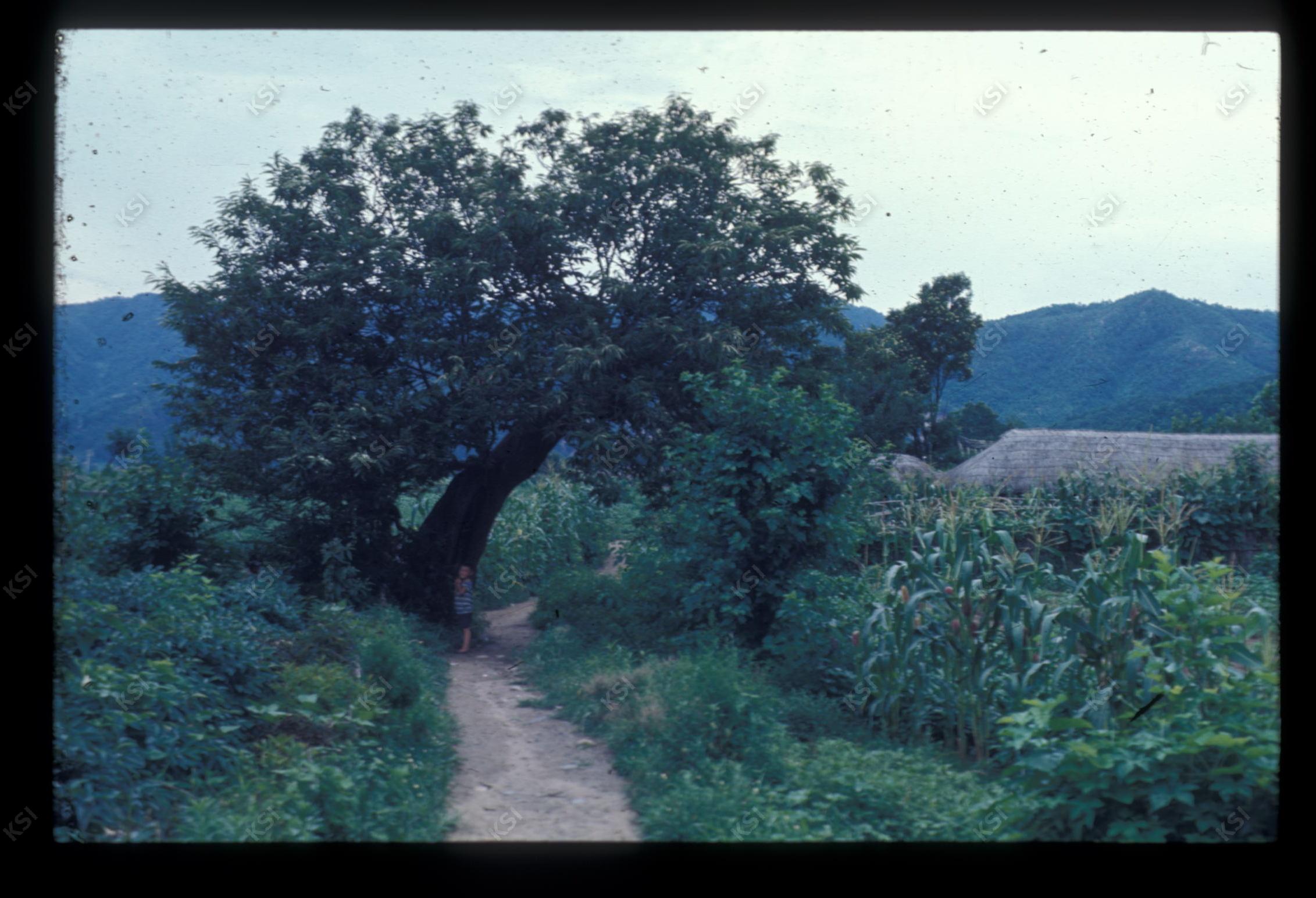 1975년 의인