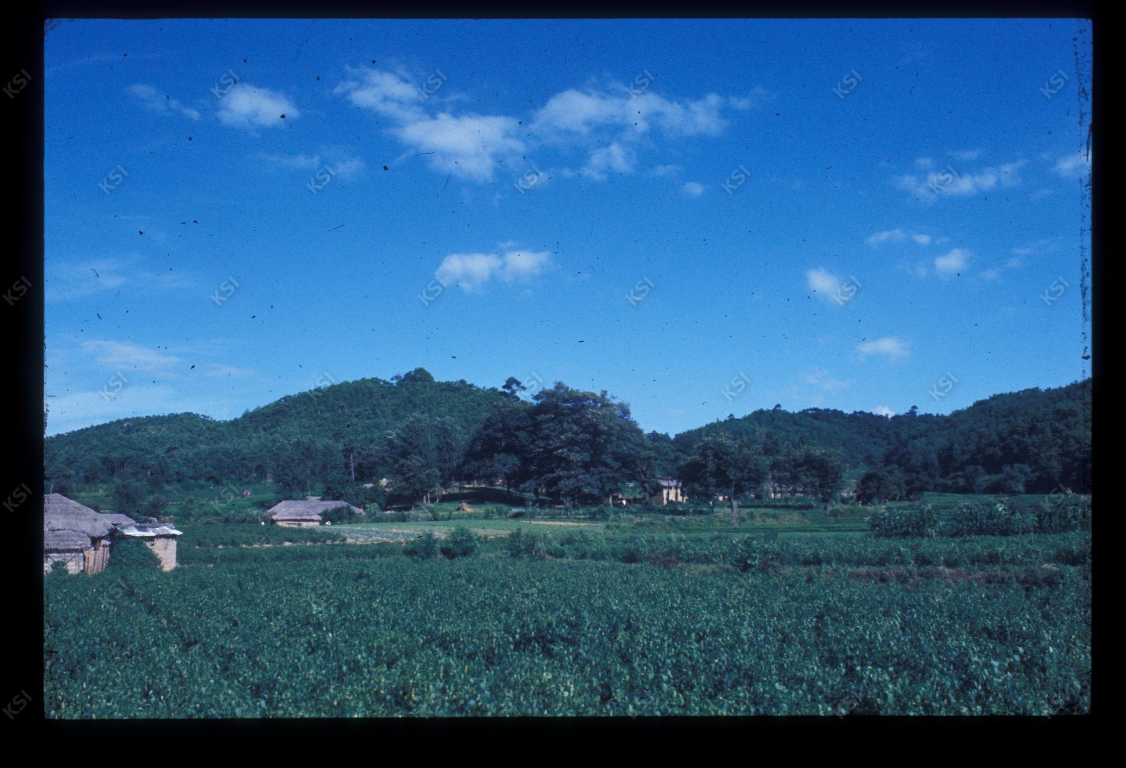 1975년 의인