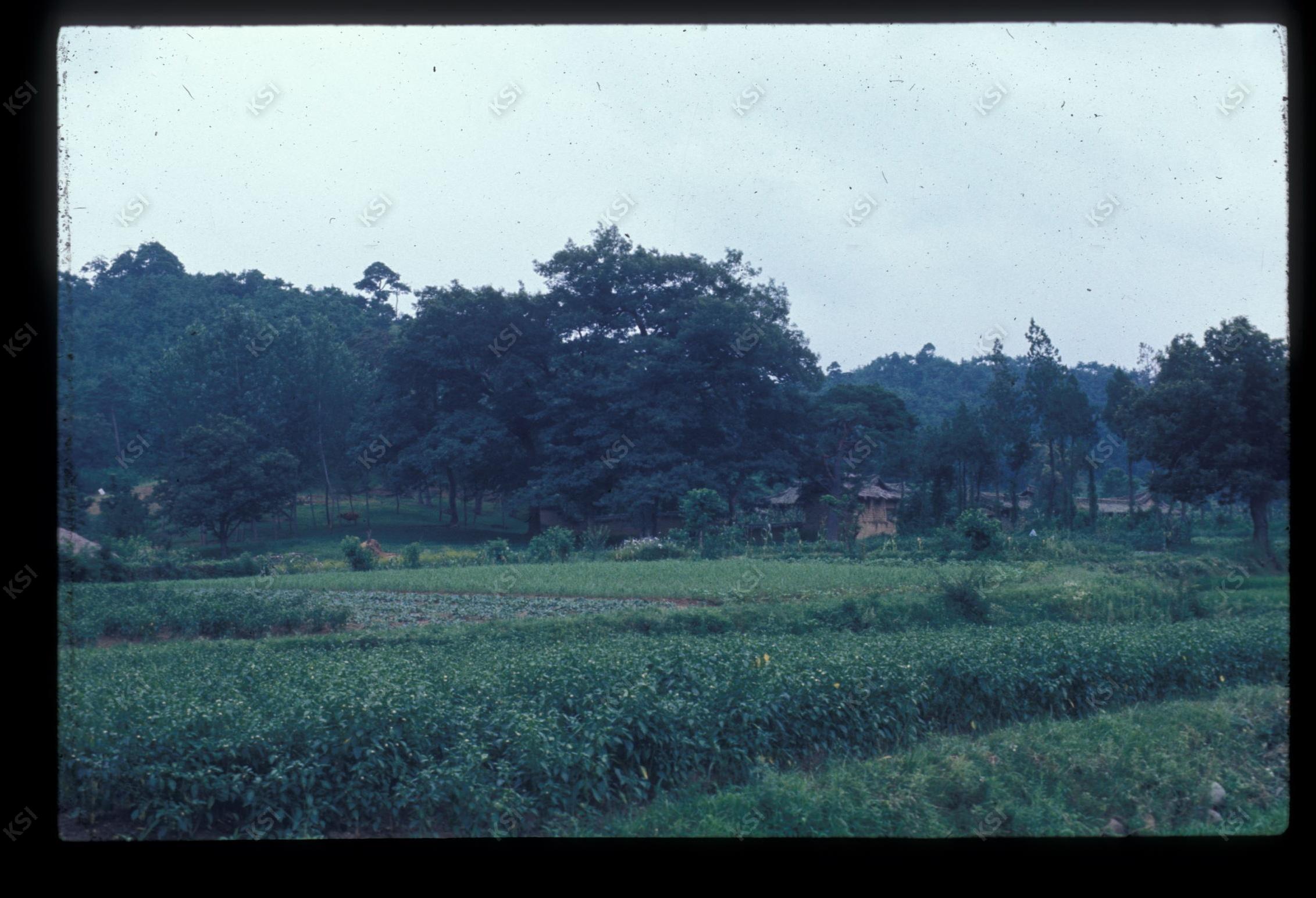 1975년 의인