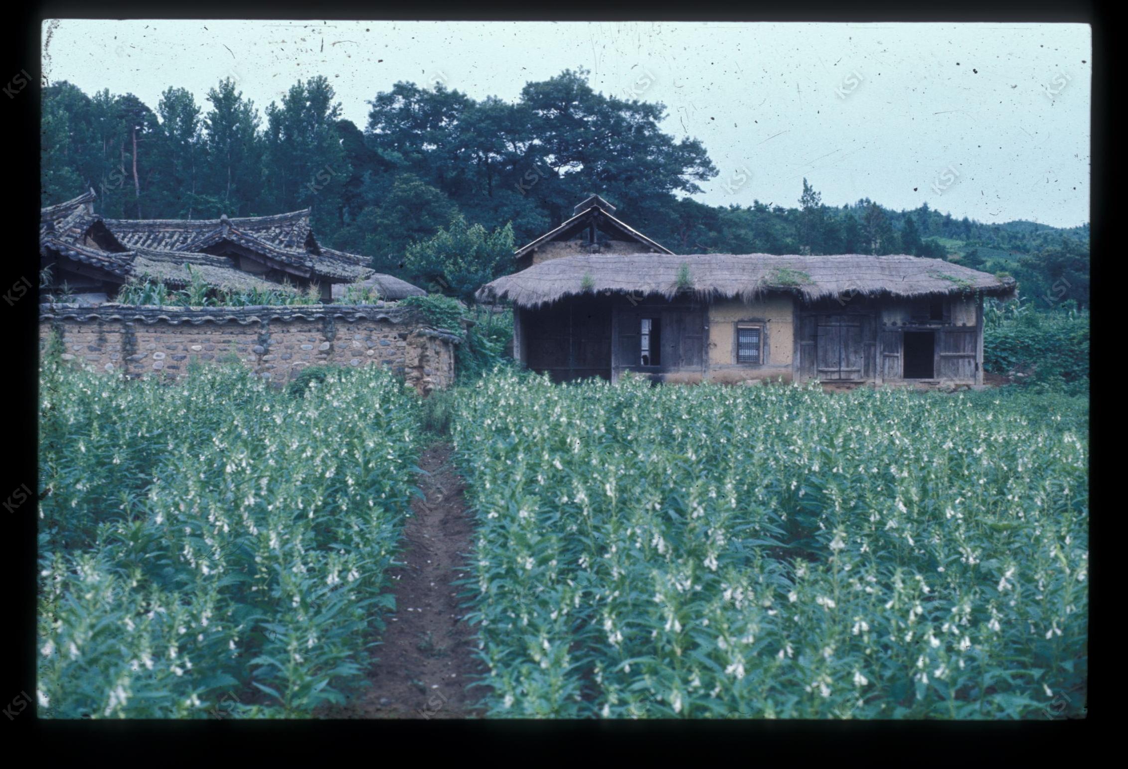 1975년 의인