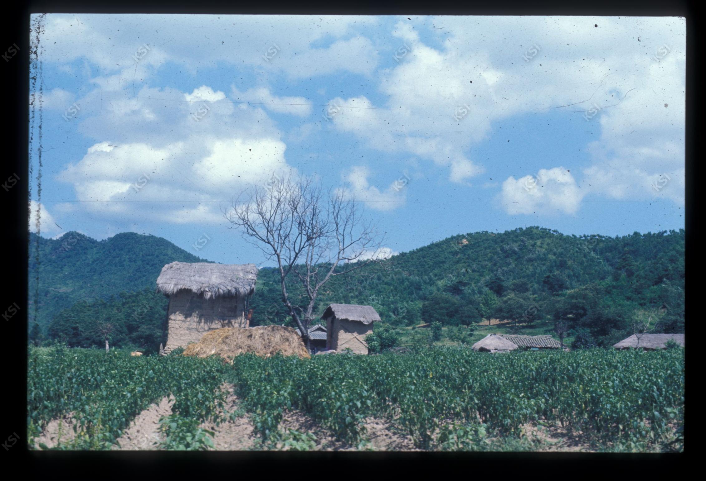 1975년 의인