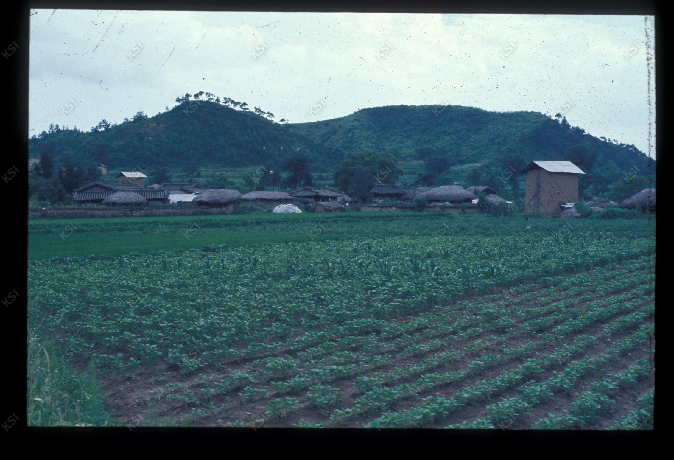 1975년 의인