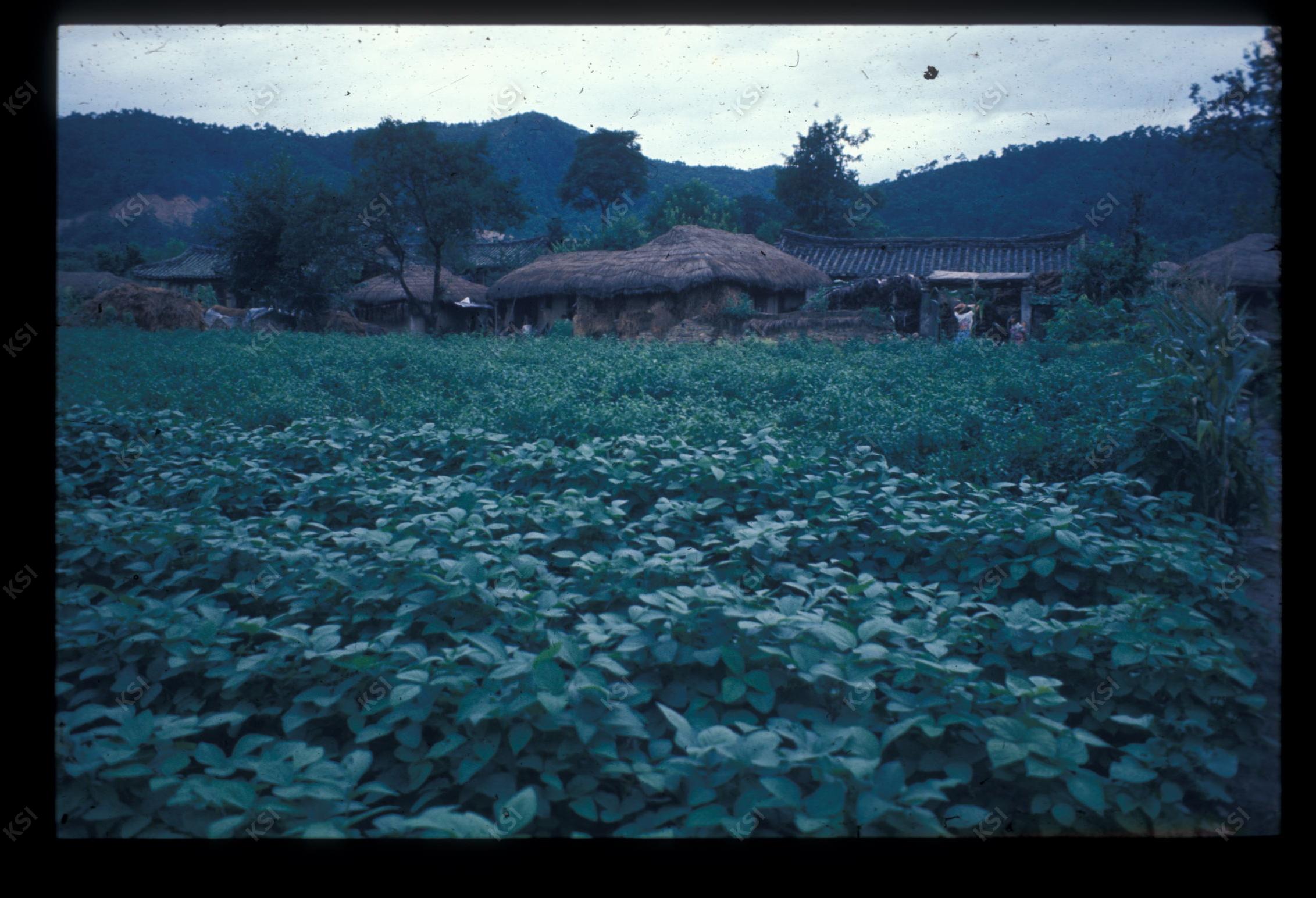 1975년 의인