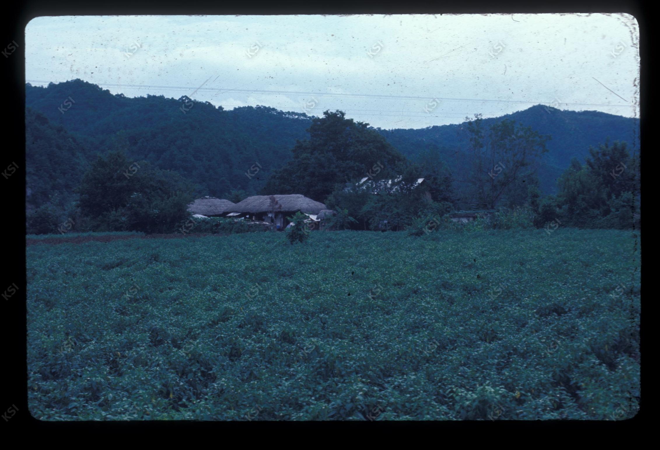 1975년 의인