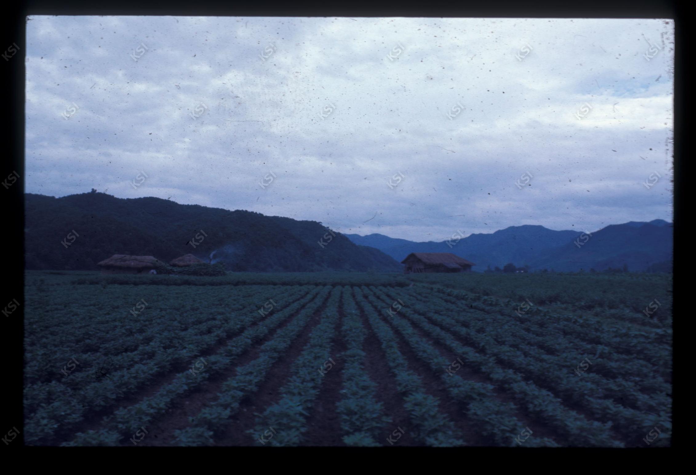 1975년 의인