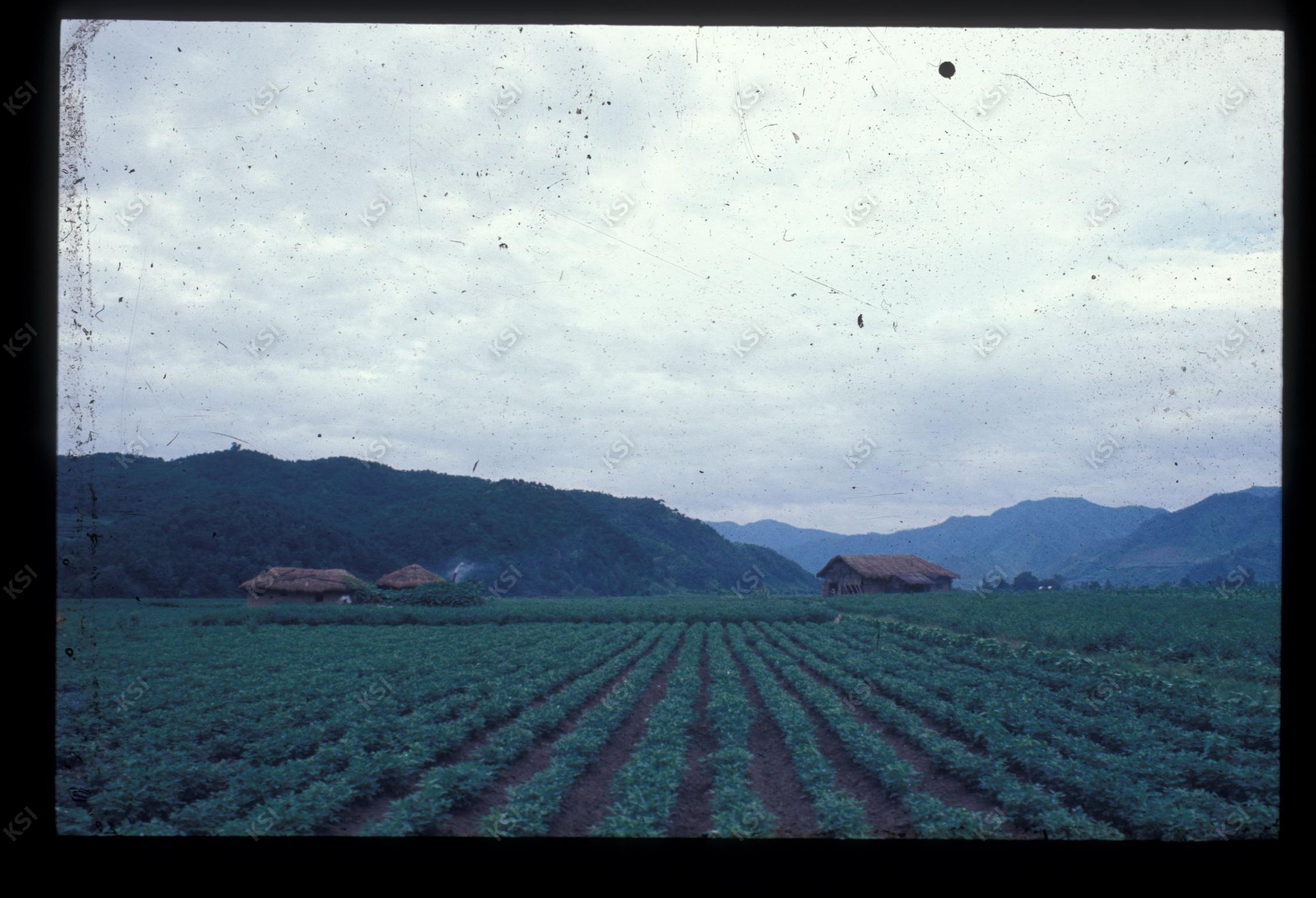 1975년 의인