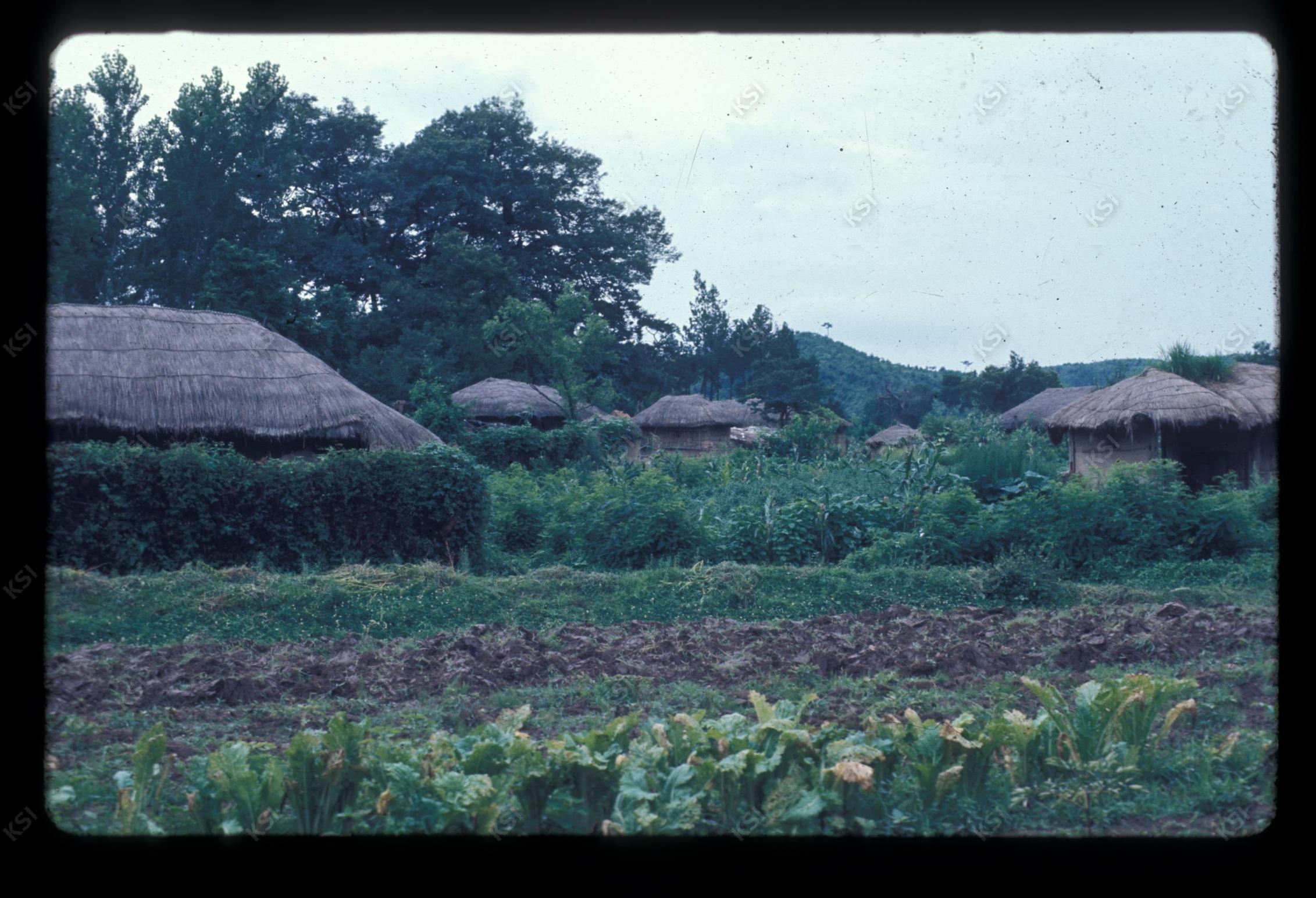 1975년 의인