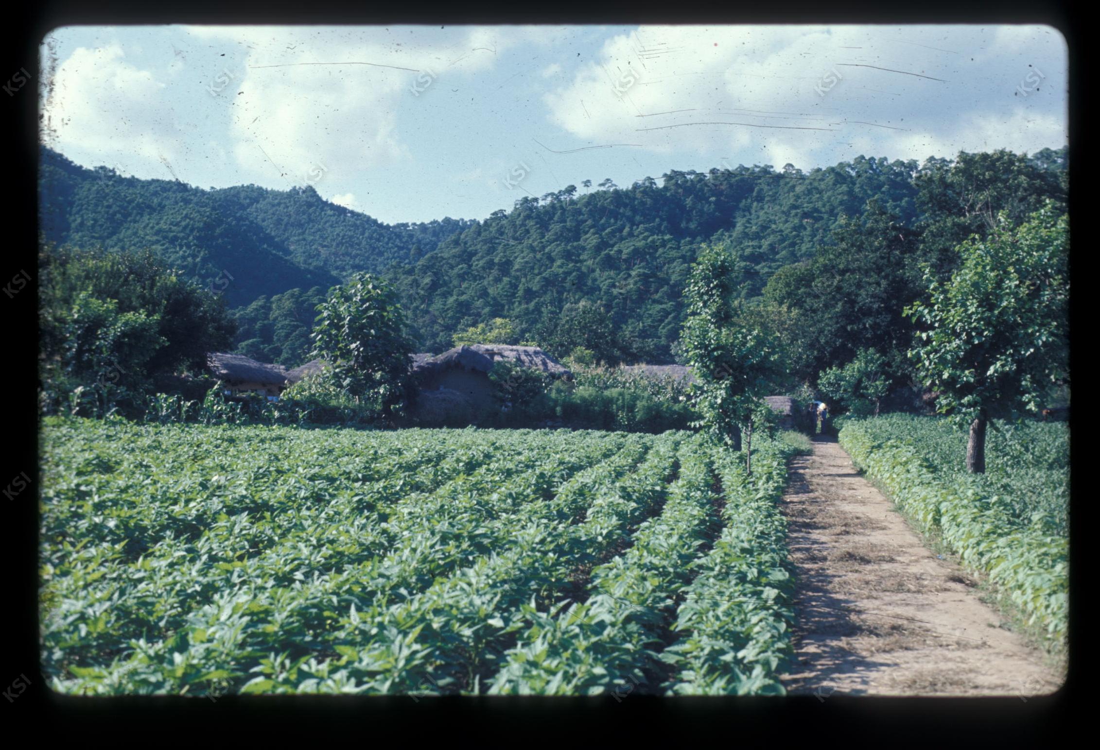 1975년 의인