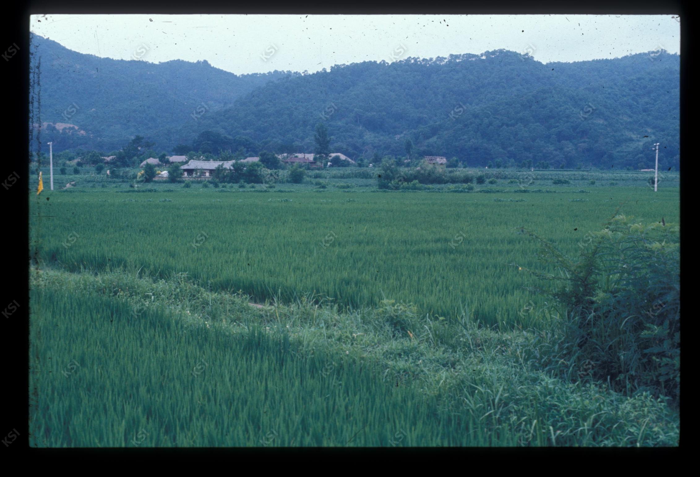 1975년 의인