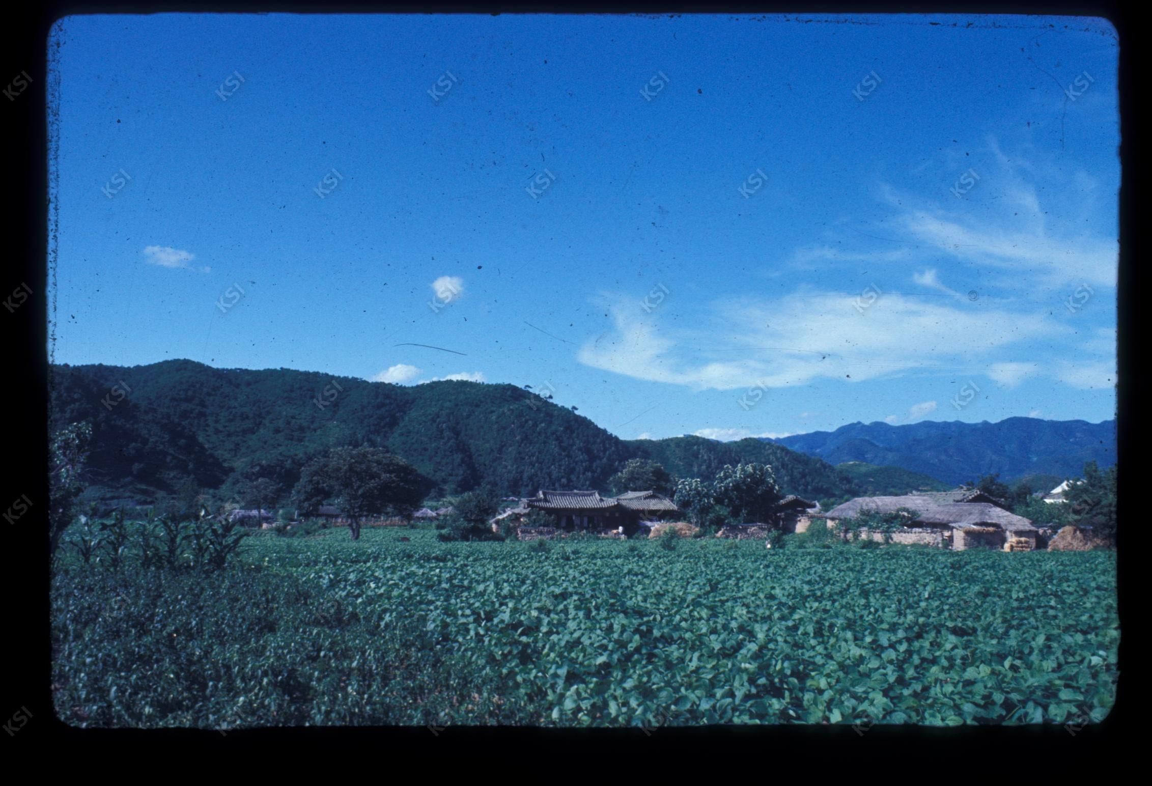 1975년 의촌 초산댁