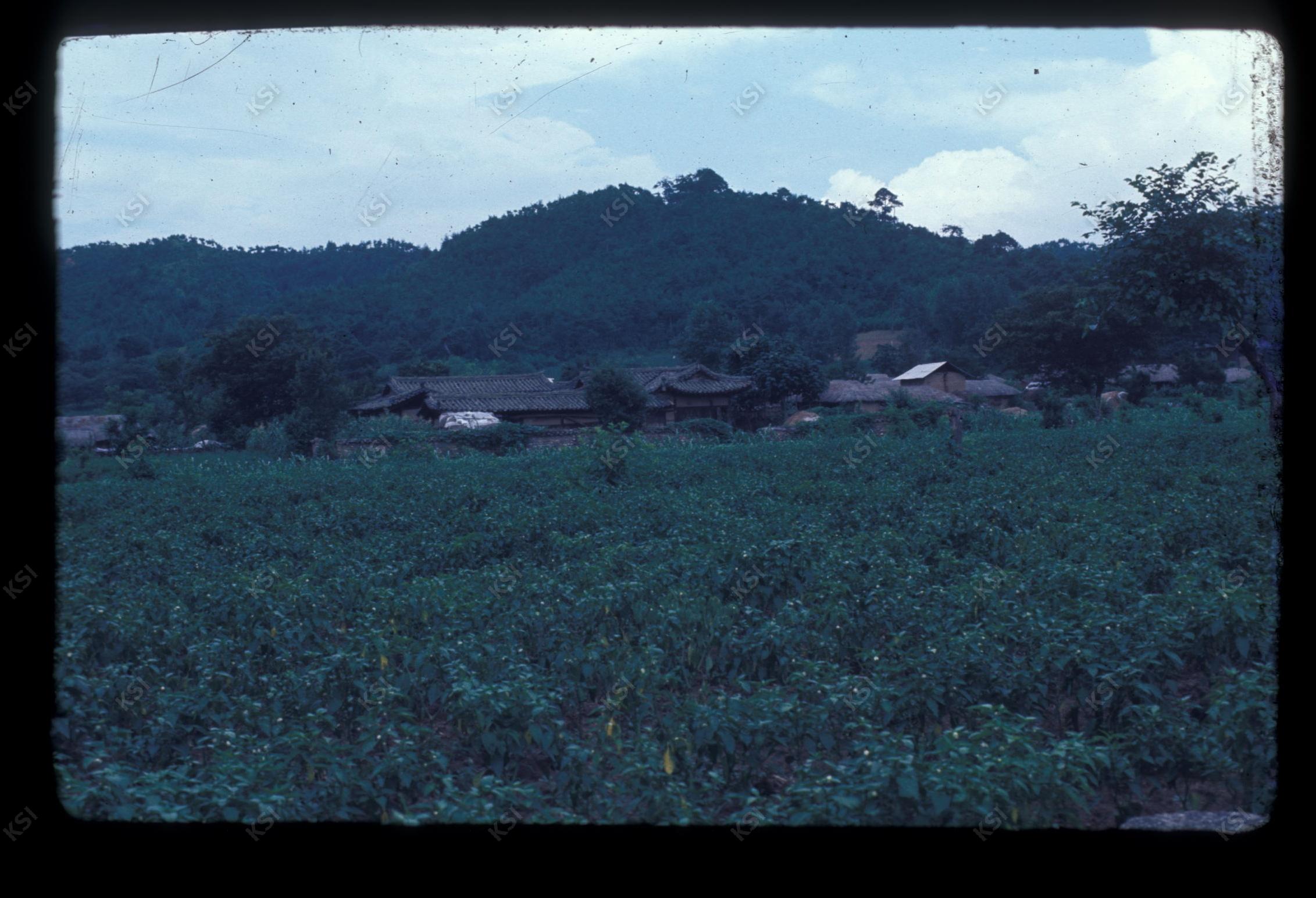 1975년 의촌 초산댁