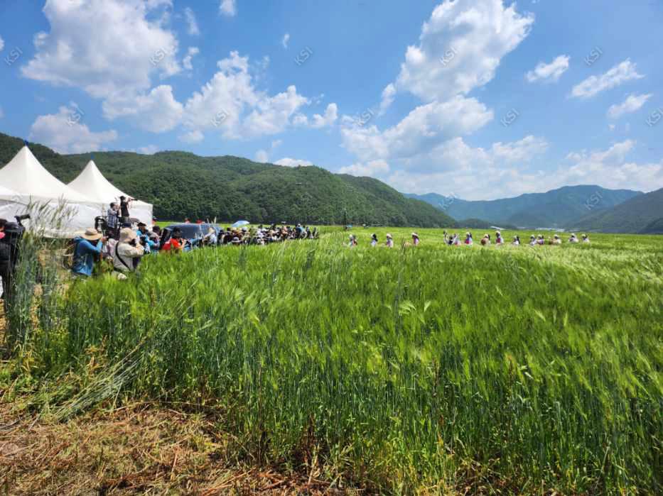 2023년 의촌 청보리밭 축제 청보리밭