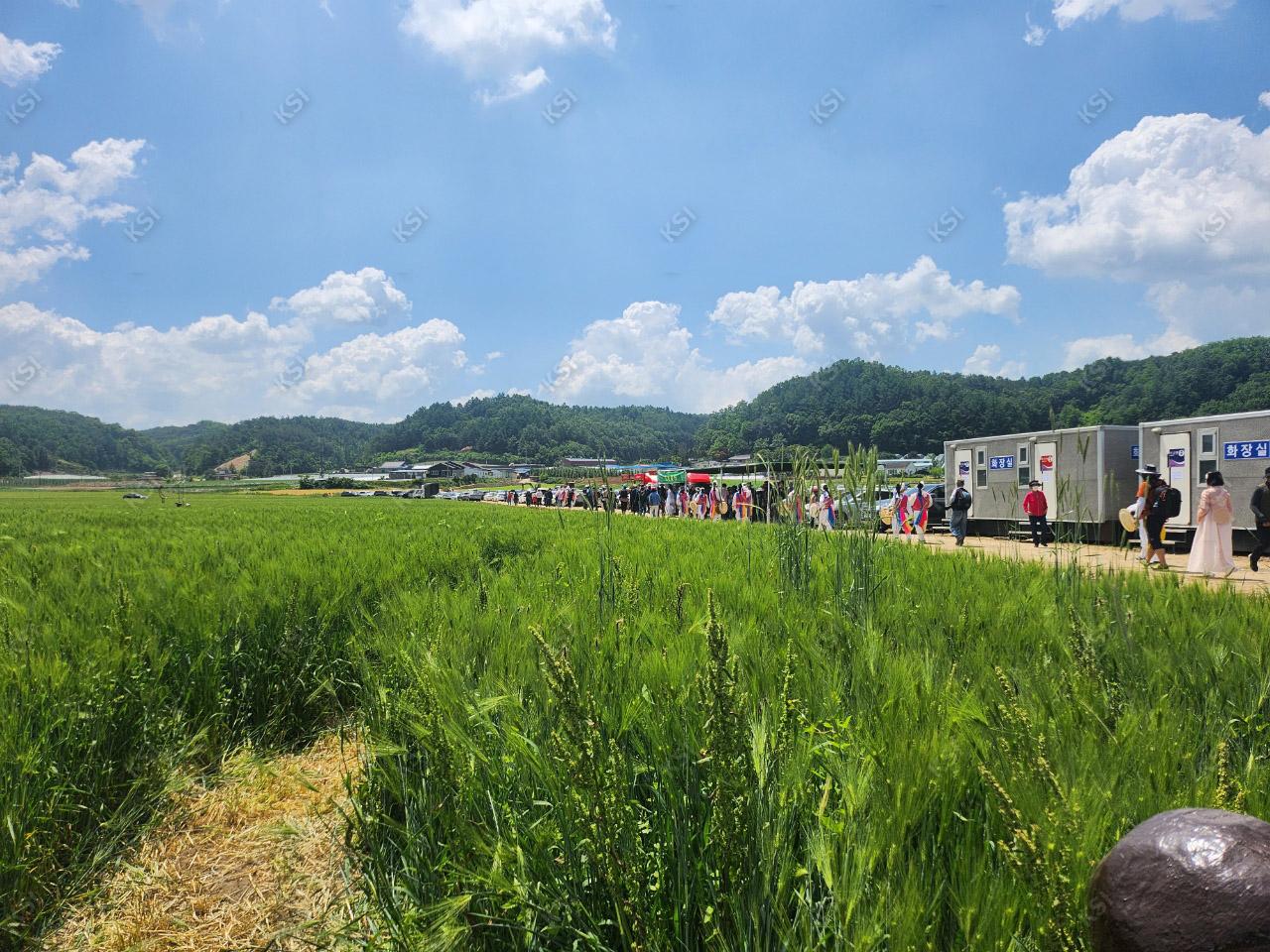 2023년 의촌 청보리밭 축제 청보리밭