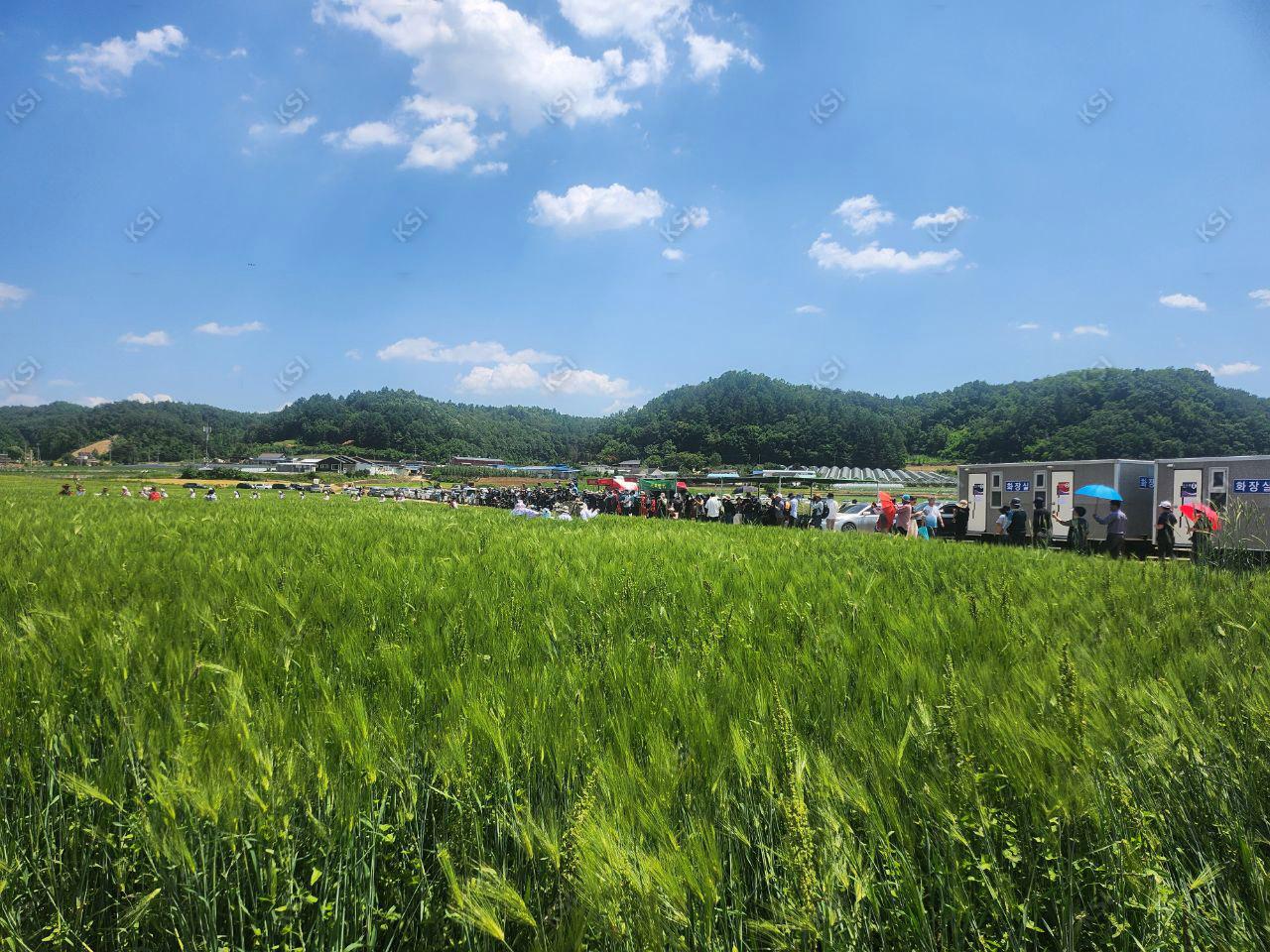 2023년 의촌 청보리밭 축제 청보리밭