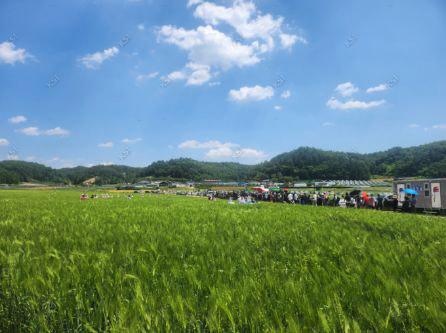 2023년 의촌 청보리밭 축제 청보리밭