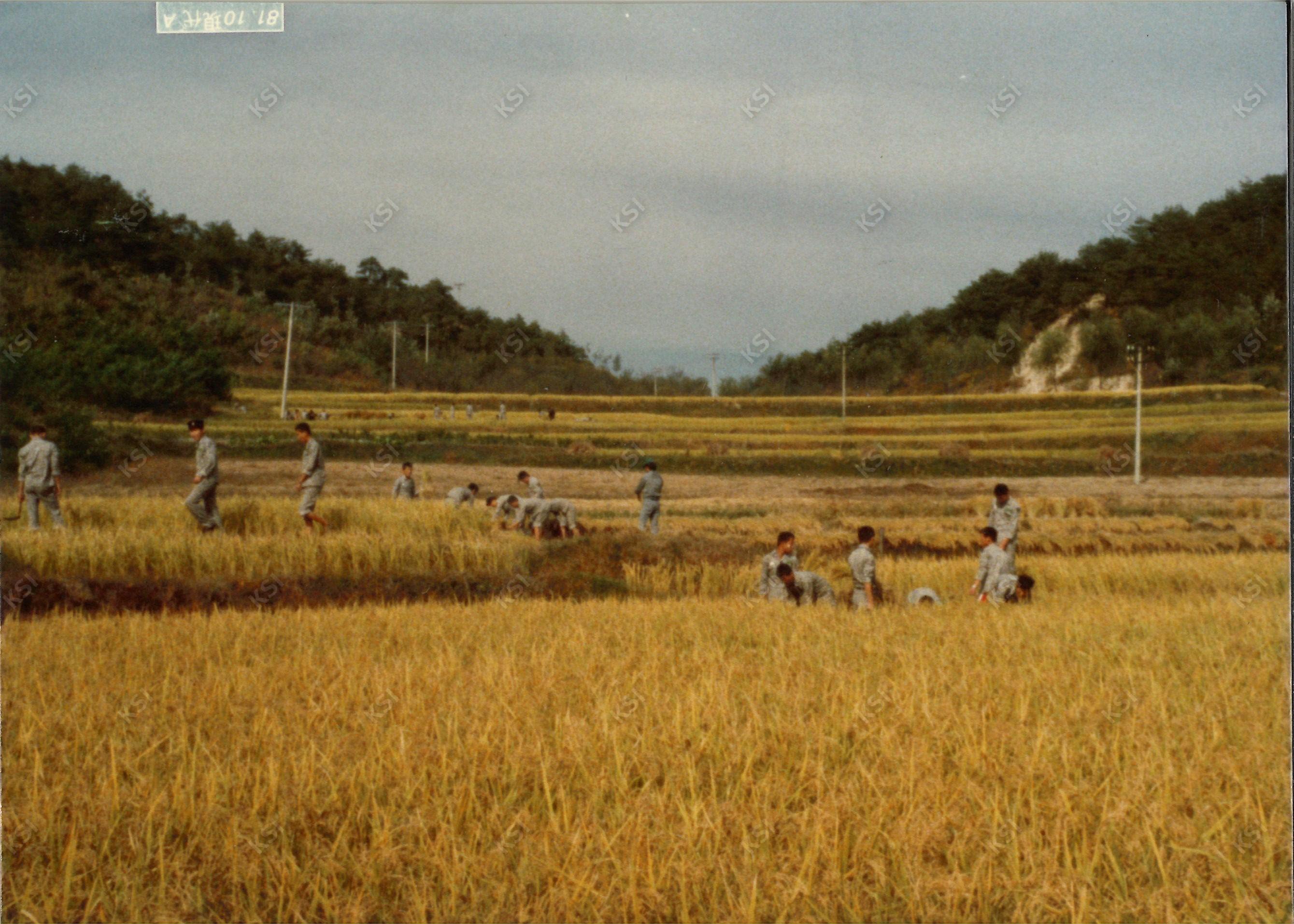 1981년 예안고등학교 학생 영농봉사