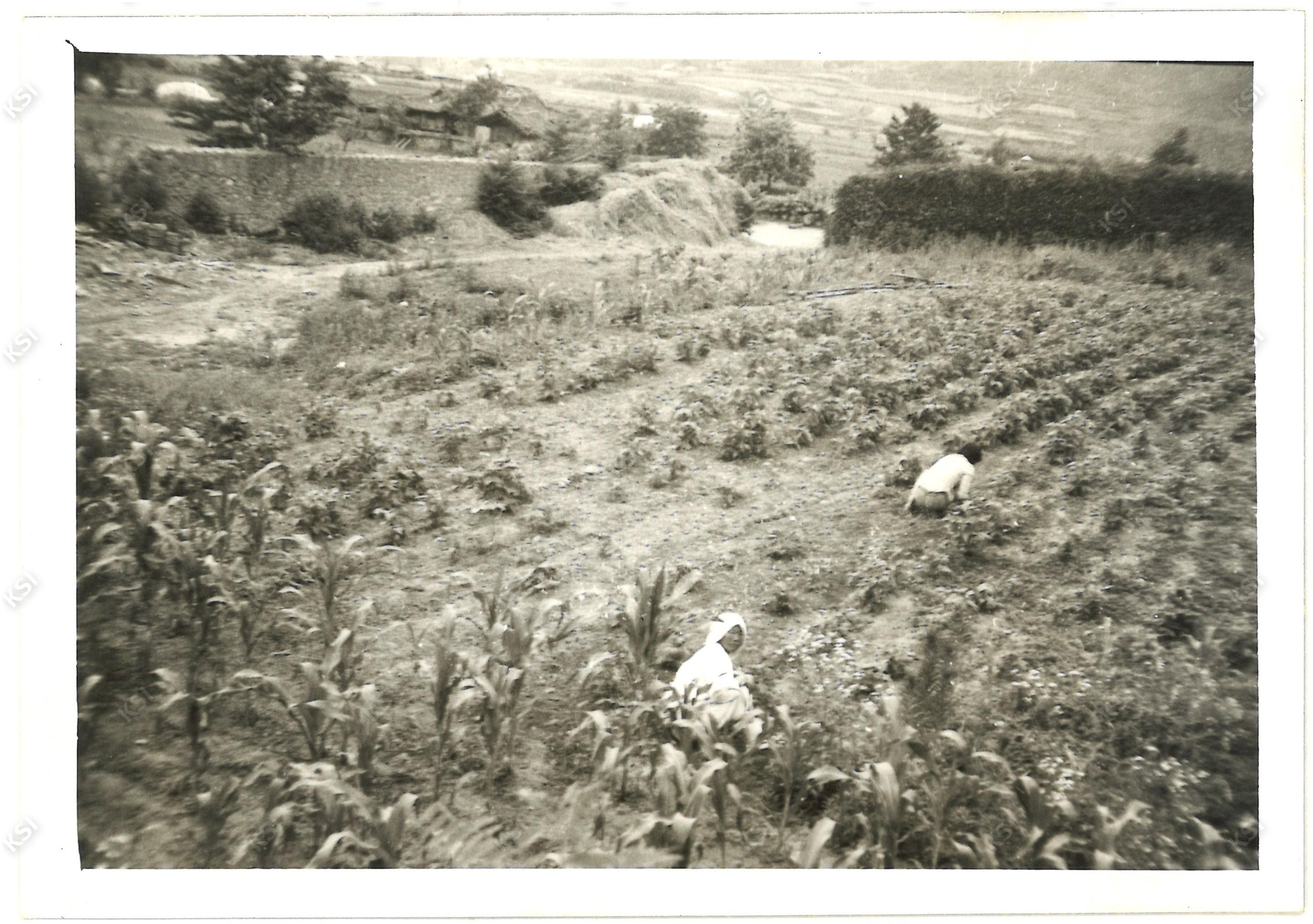 부포리 장현석가
