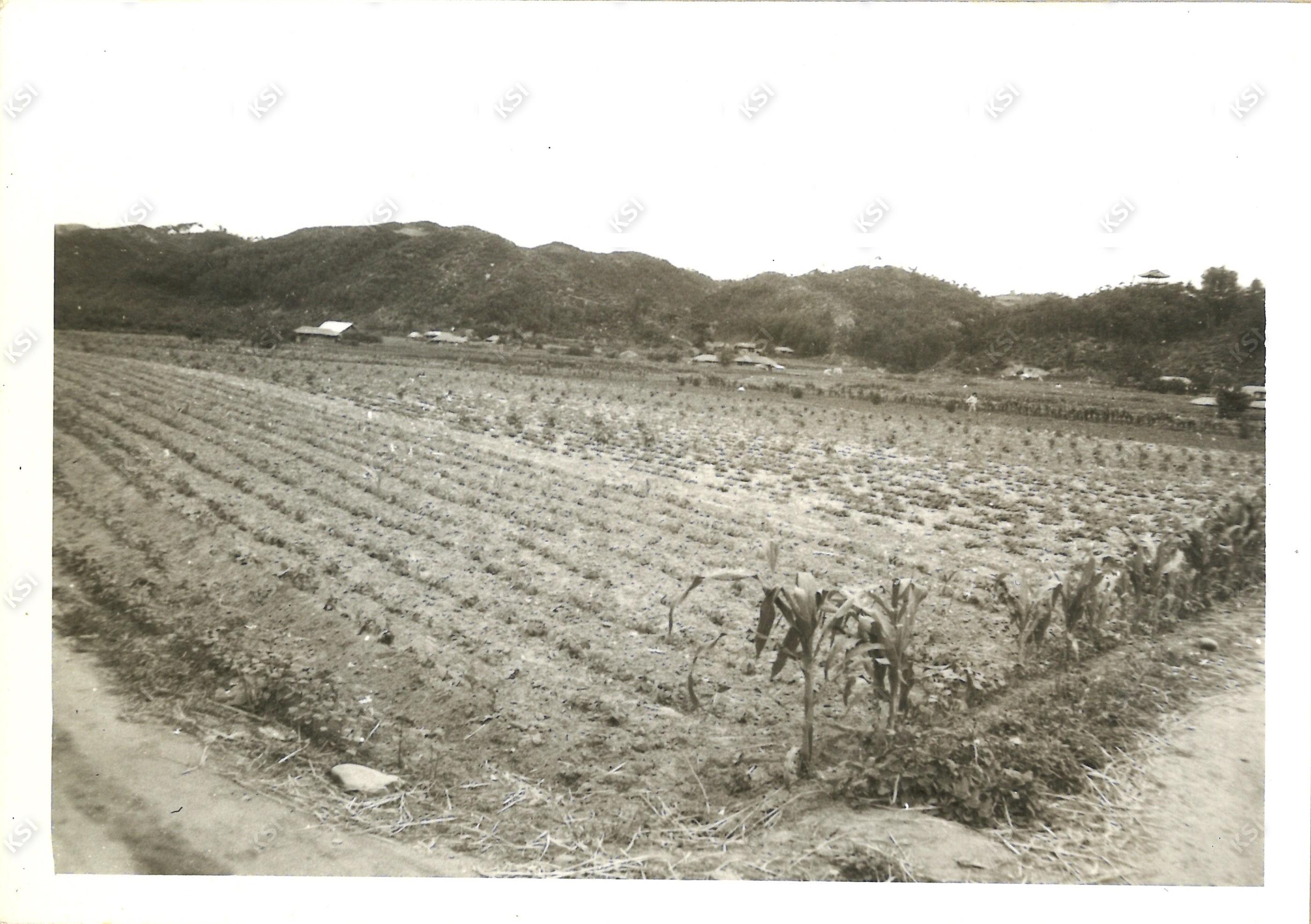 부포리 밭