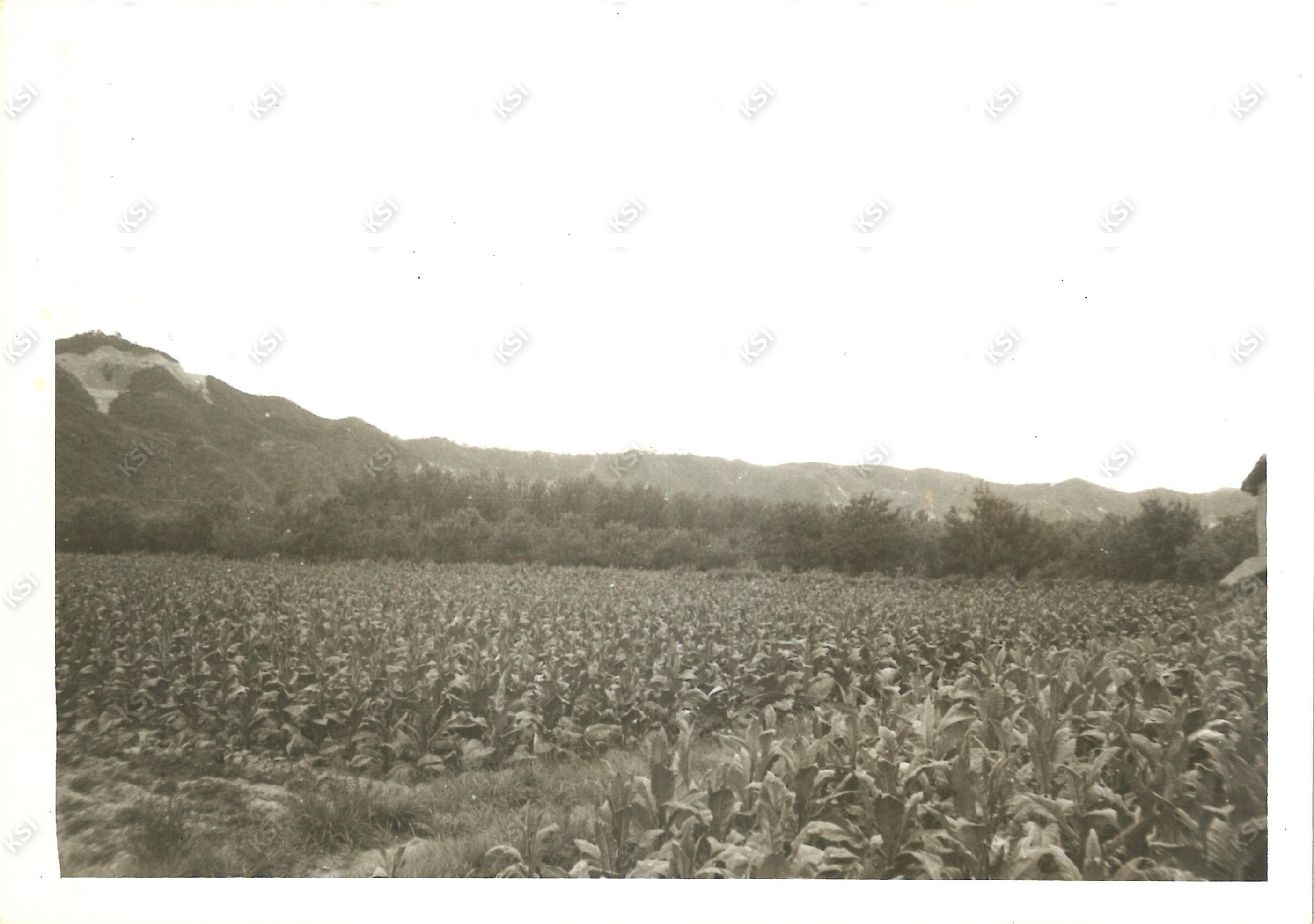 부포리 역동 이태원 밭