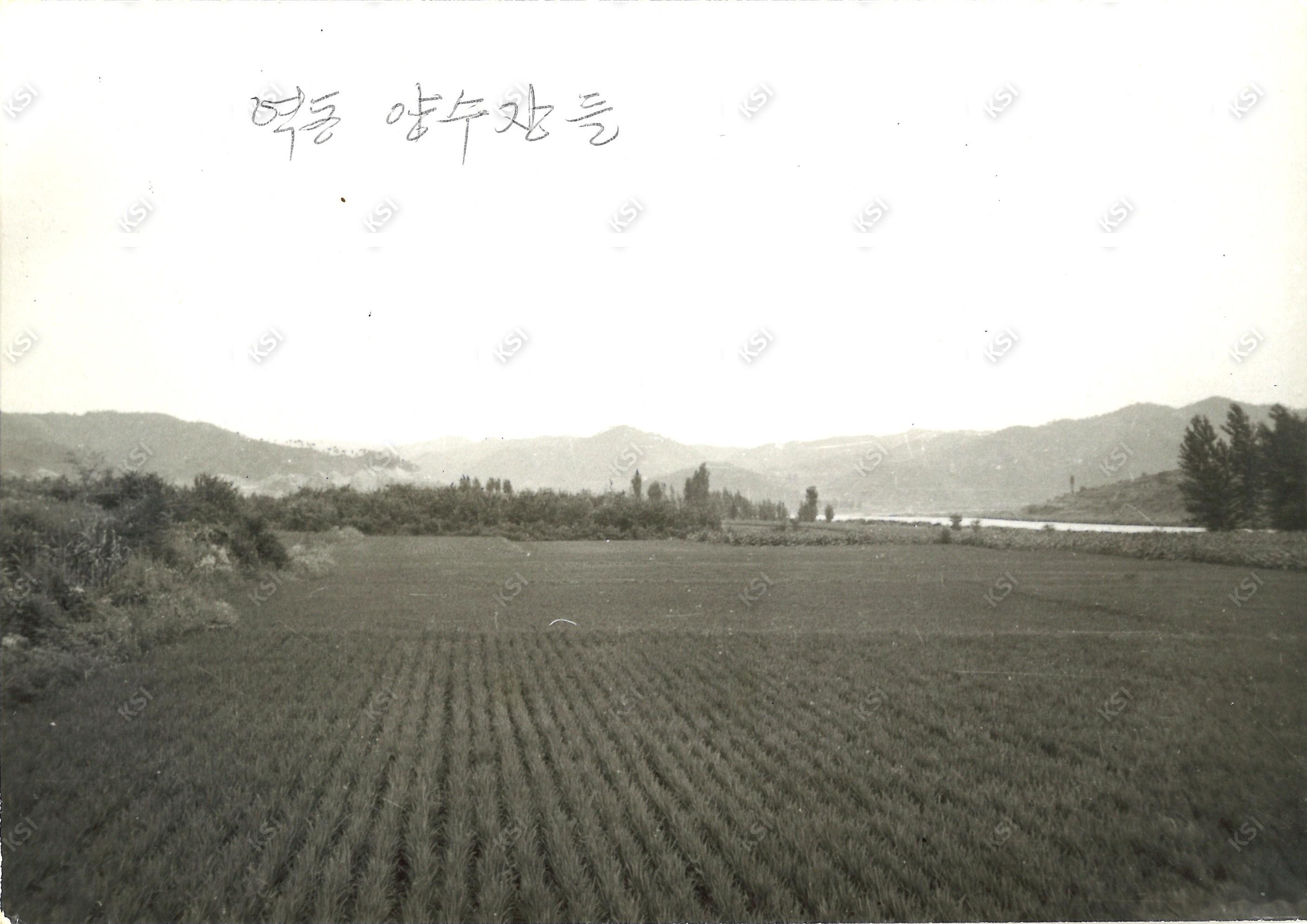 부포리 역동 양수장들