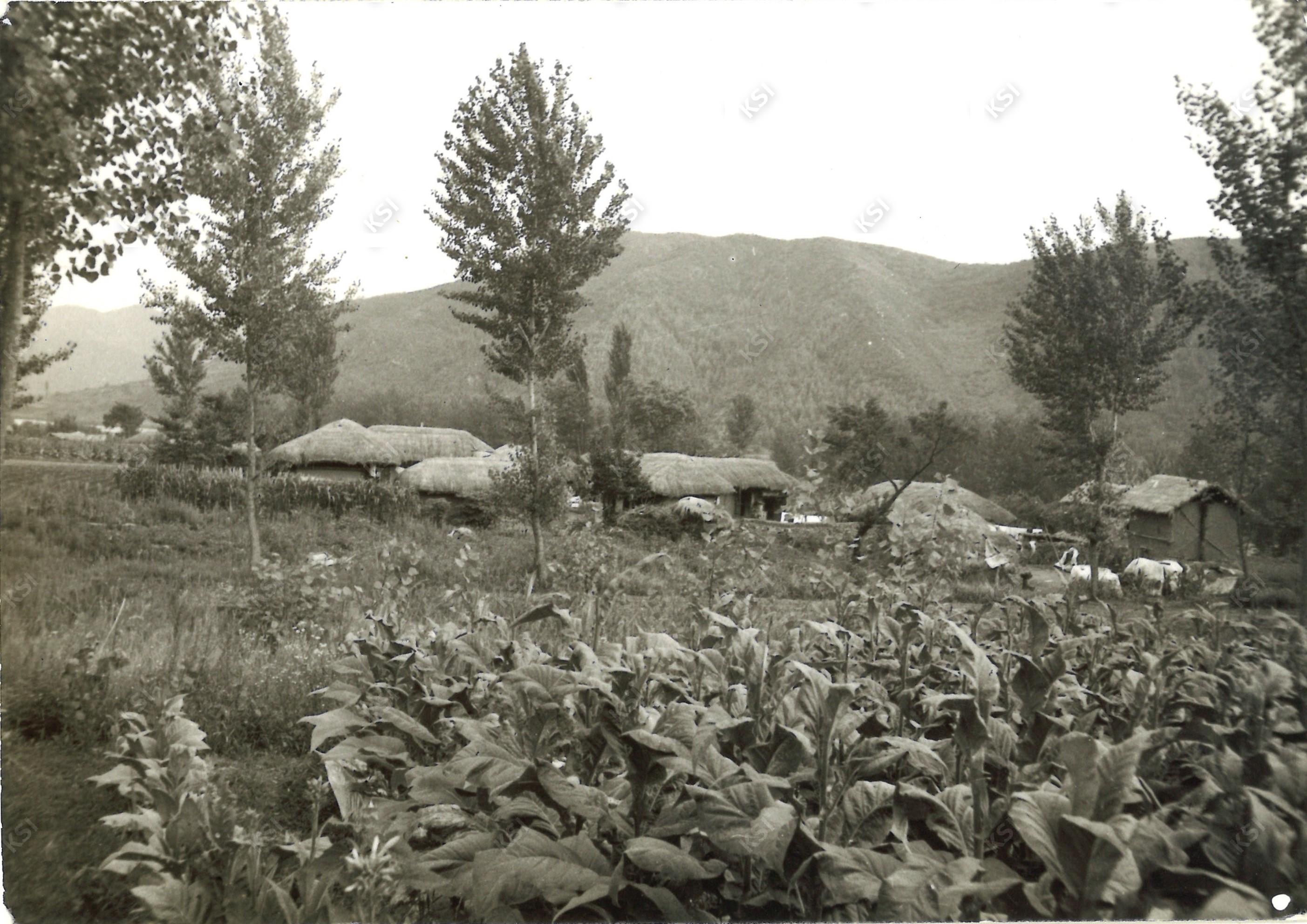 부포리 뒤에서 본 역동