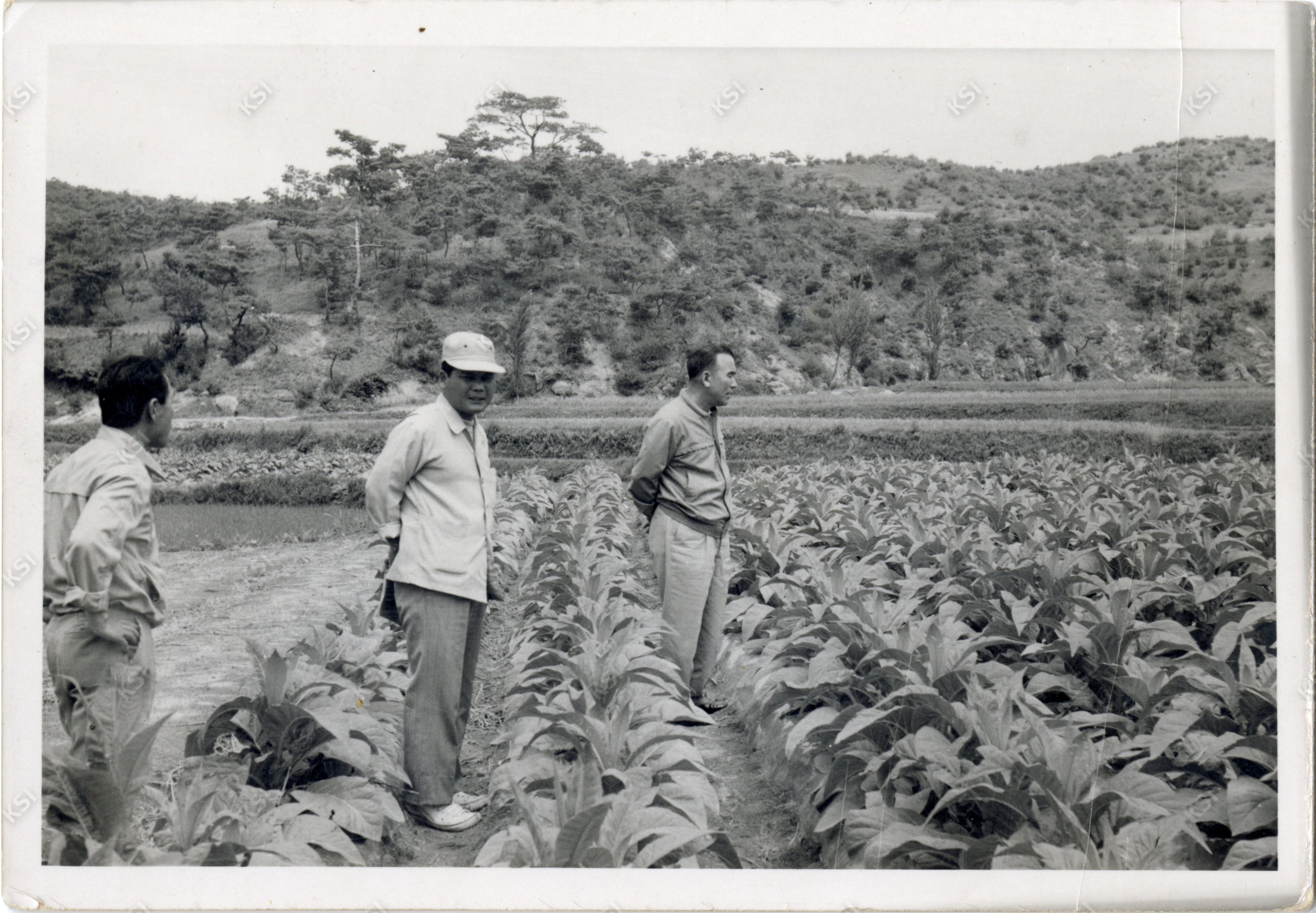 1960년대 안동 엽연초 생산 지도중인 아버지