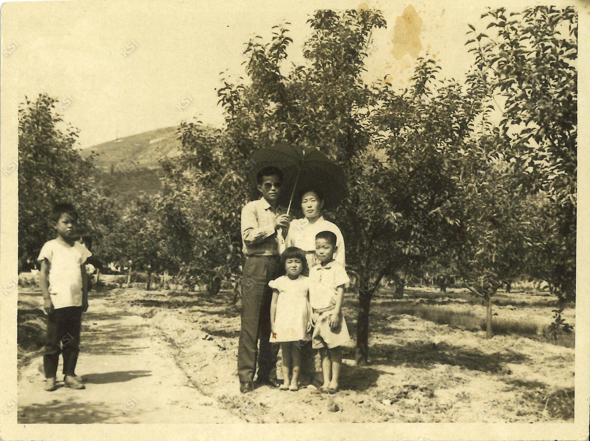 1971년경 용상동 사과밭에서