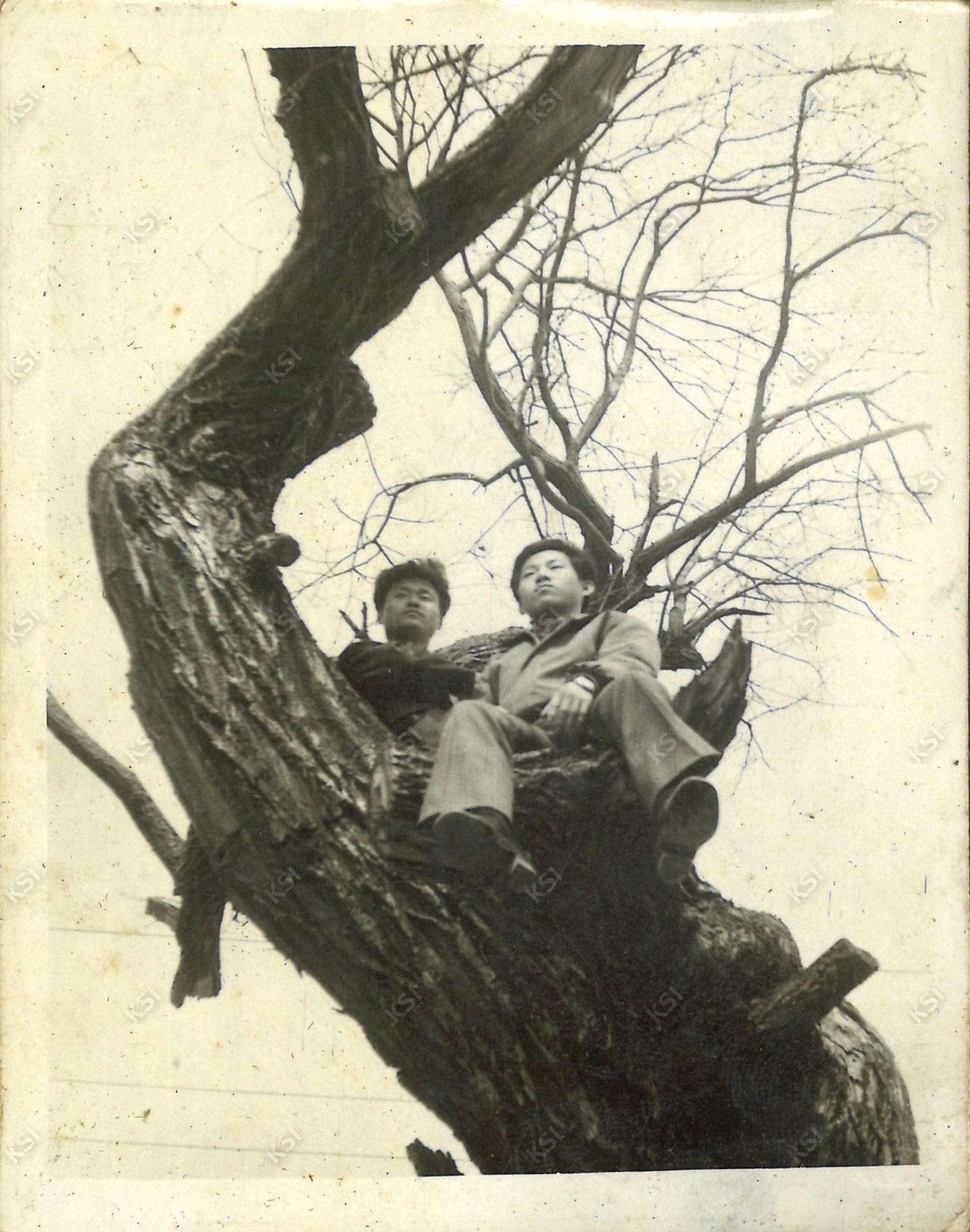 1969~1971년경 고향 마을(와룡) 앞 버드나무 위에서 친구와