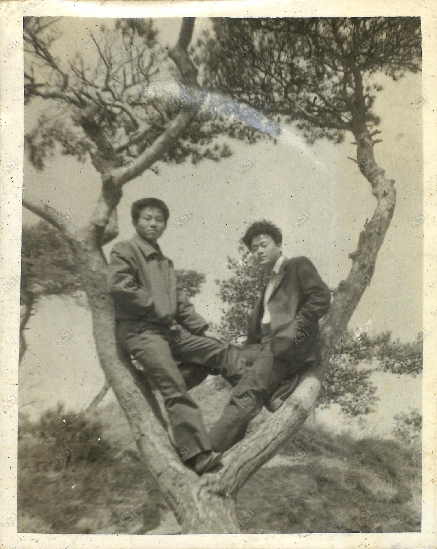 1969~1971년경 고향 마을(와룡) 앞 소나무 위에서 친구와