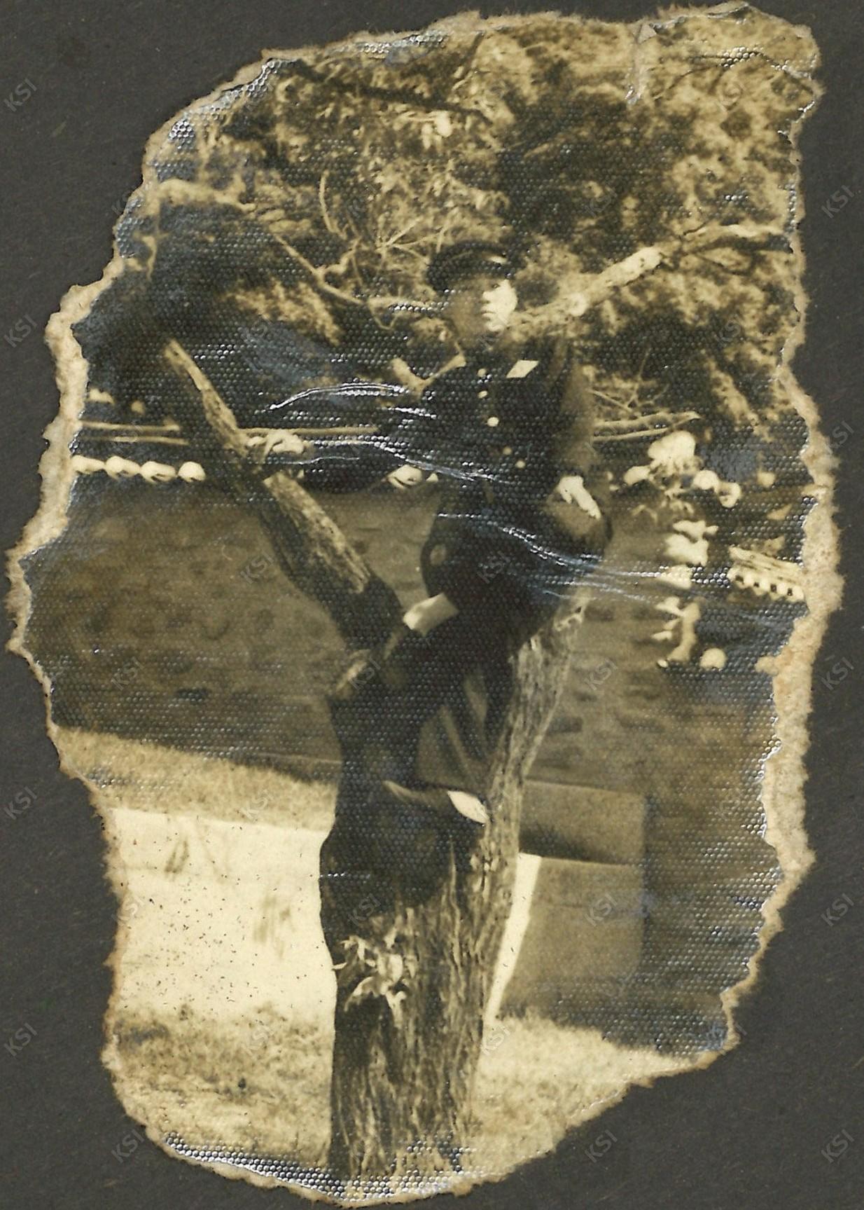 1969~1971년경 도산서원 나무 위에서