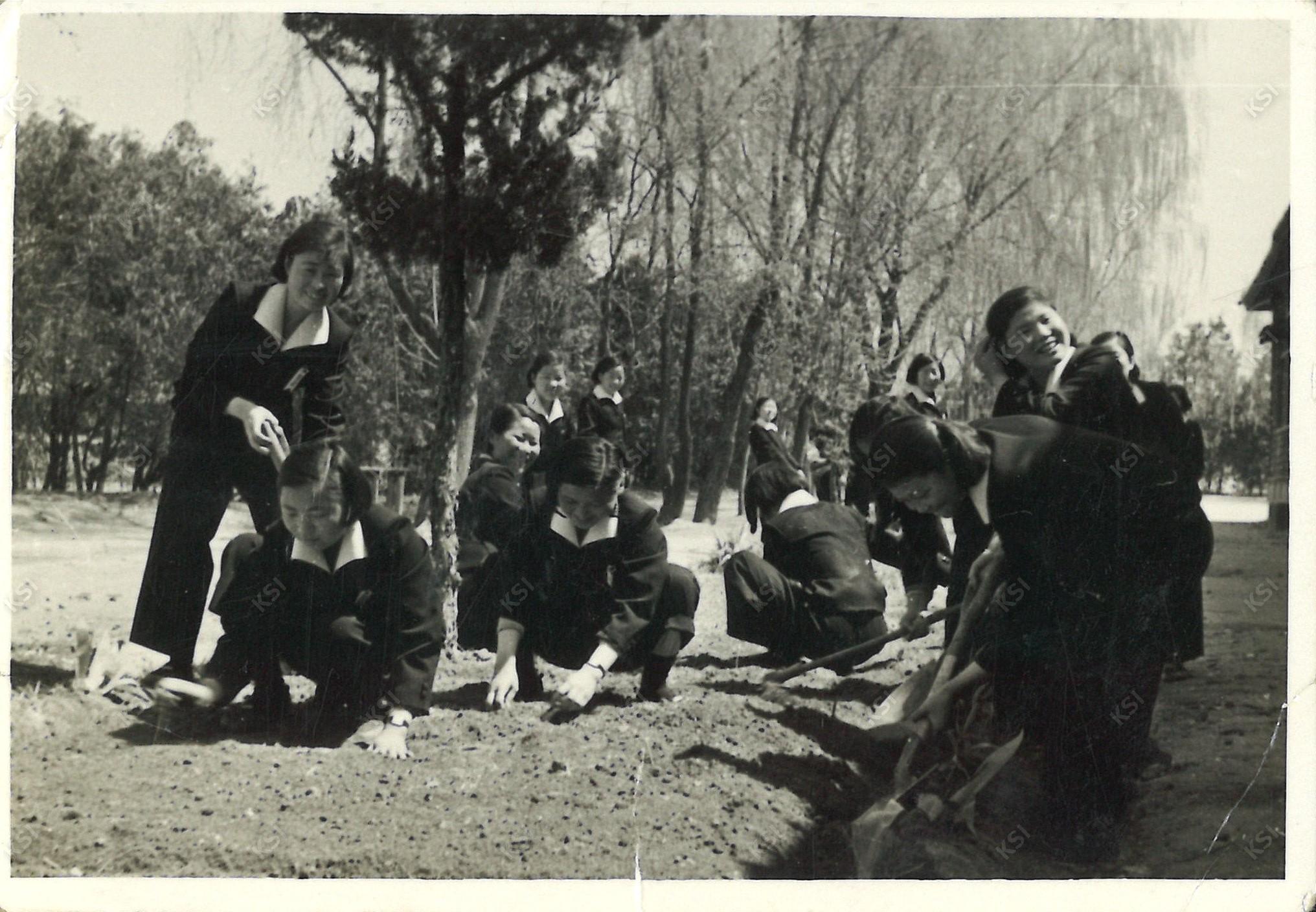 1950년대 후반 식목일 나무심기