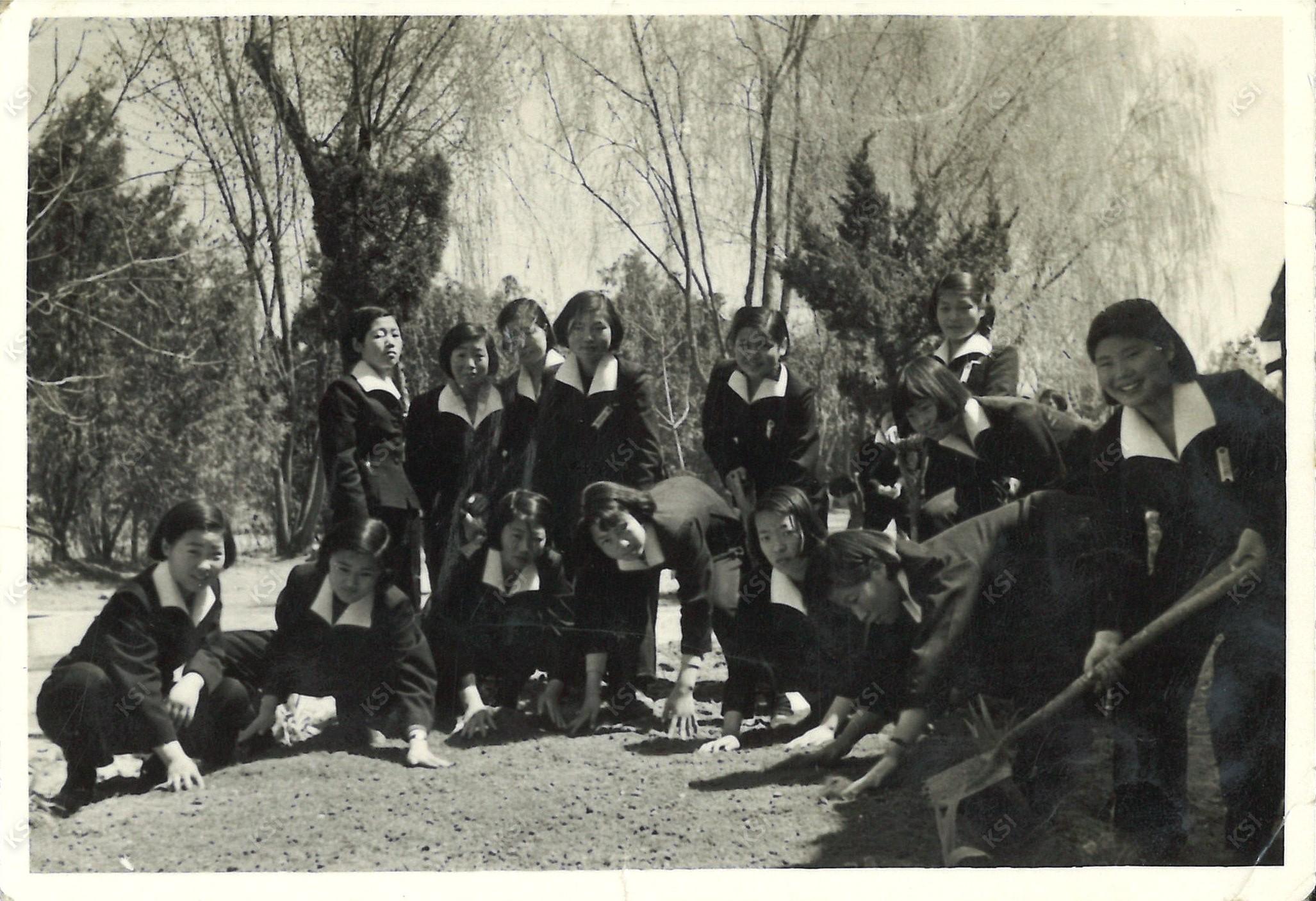 1950년대 후반 식목일 나무심기