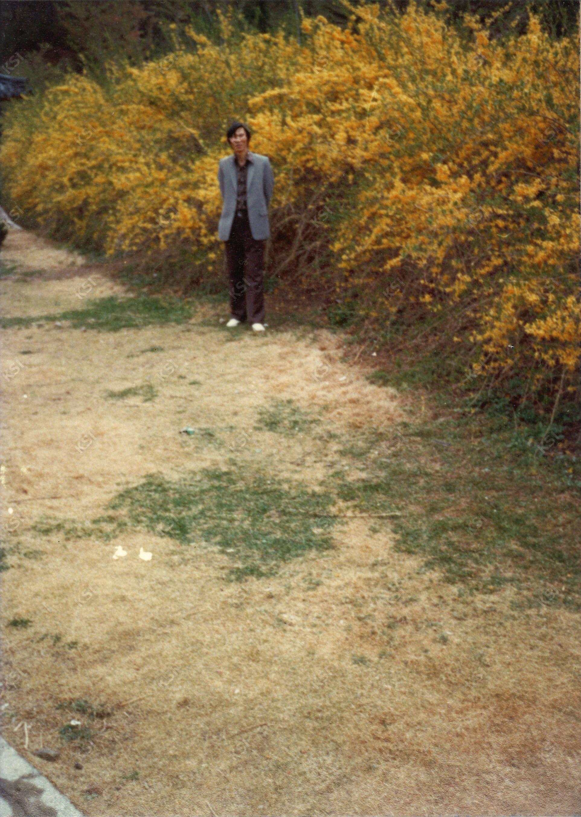 1970년대 김천 직지사 앞 개나리를 배경으로